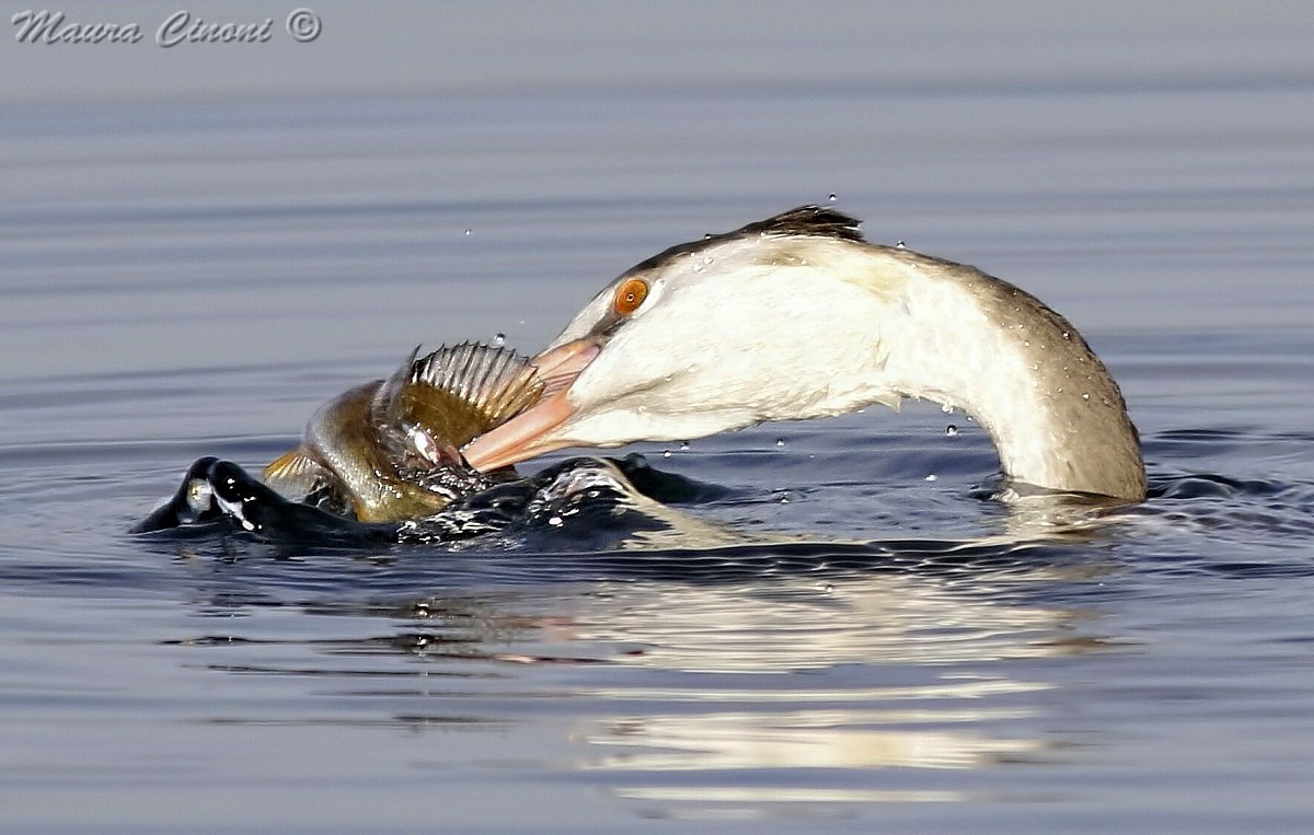 Great Crested Grebe with Persian