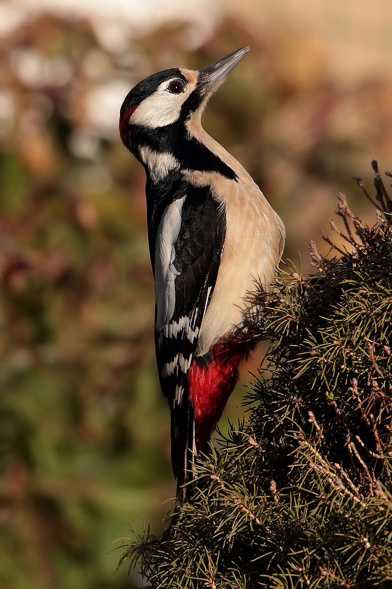 great spotted woodpecker roost unusual eagle dic