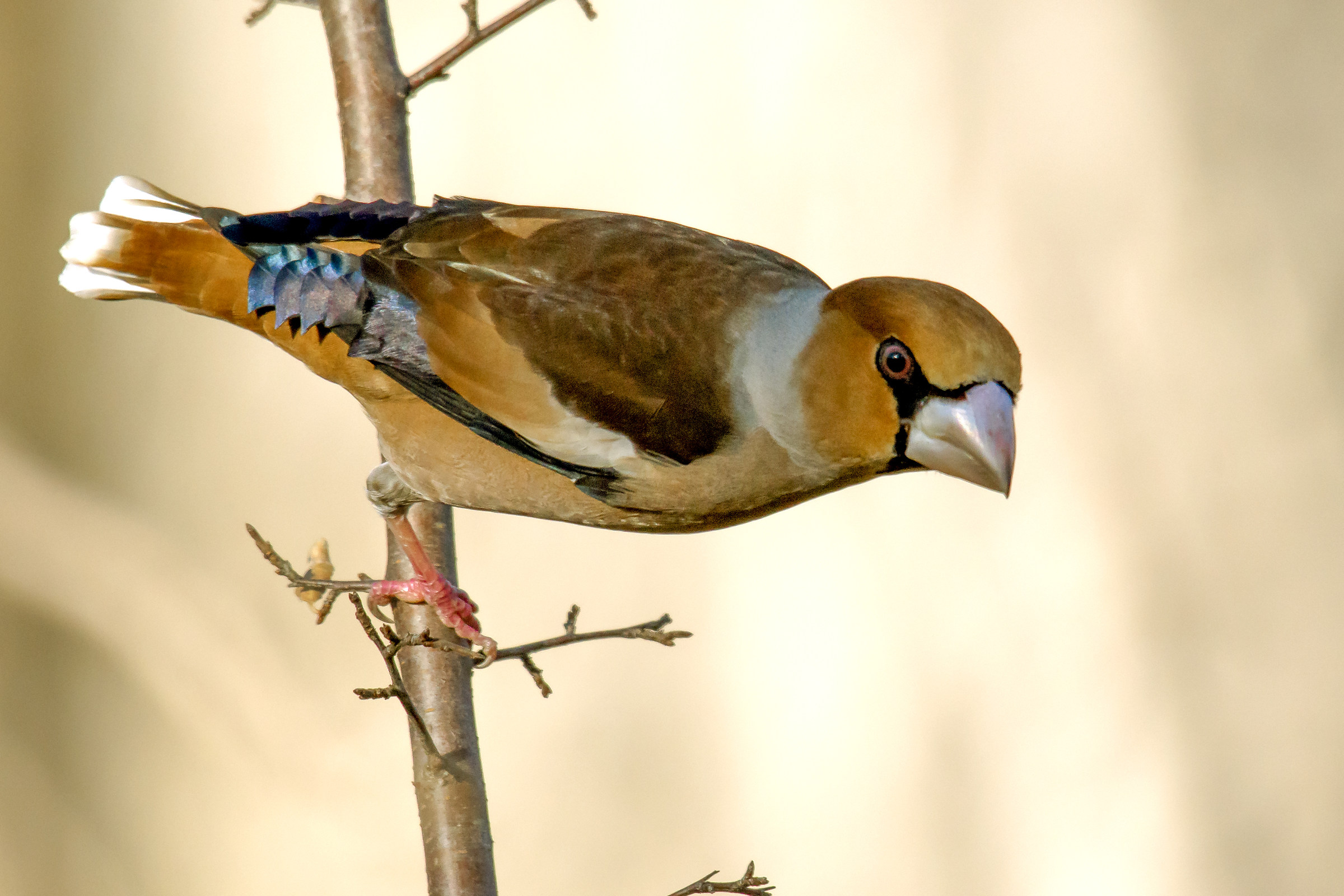 Grosbeak