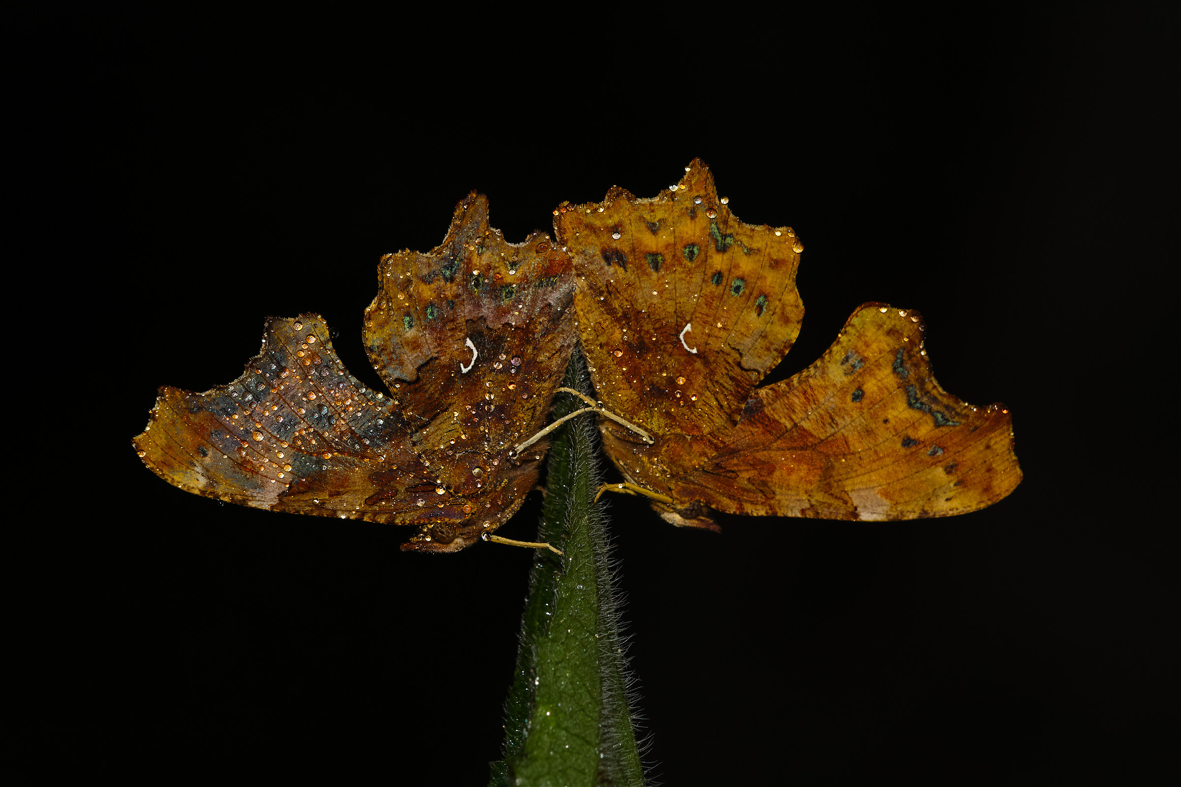 Ars amandi, Polygonia - C, Vanessa c-bianco