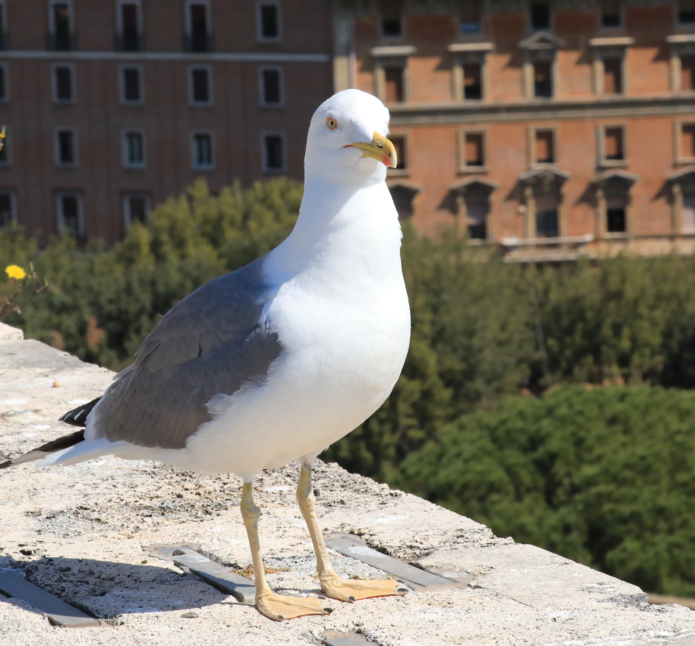 Rome Seagull