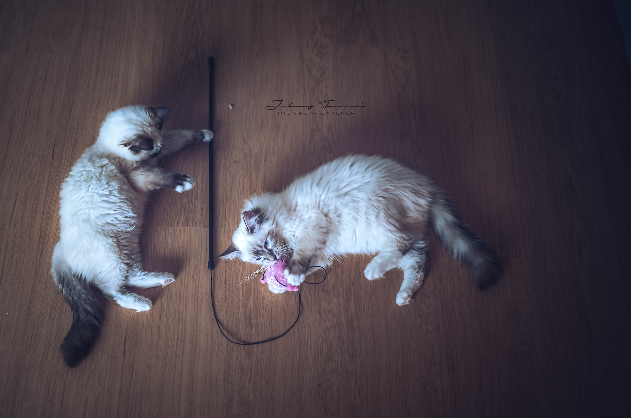 L'amore per i gatti...