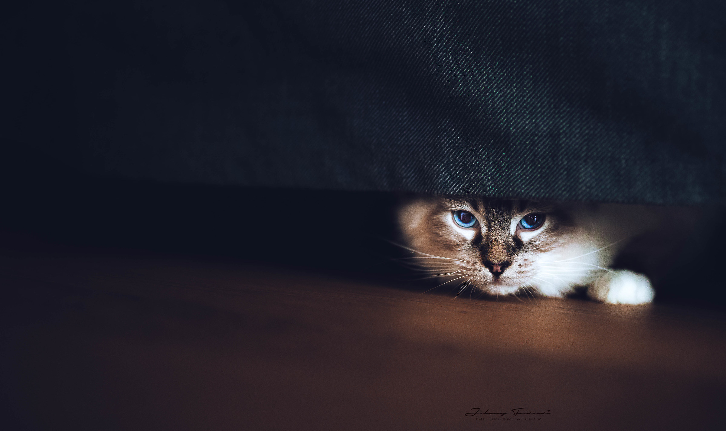 L'amore per i gatti...