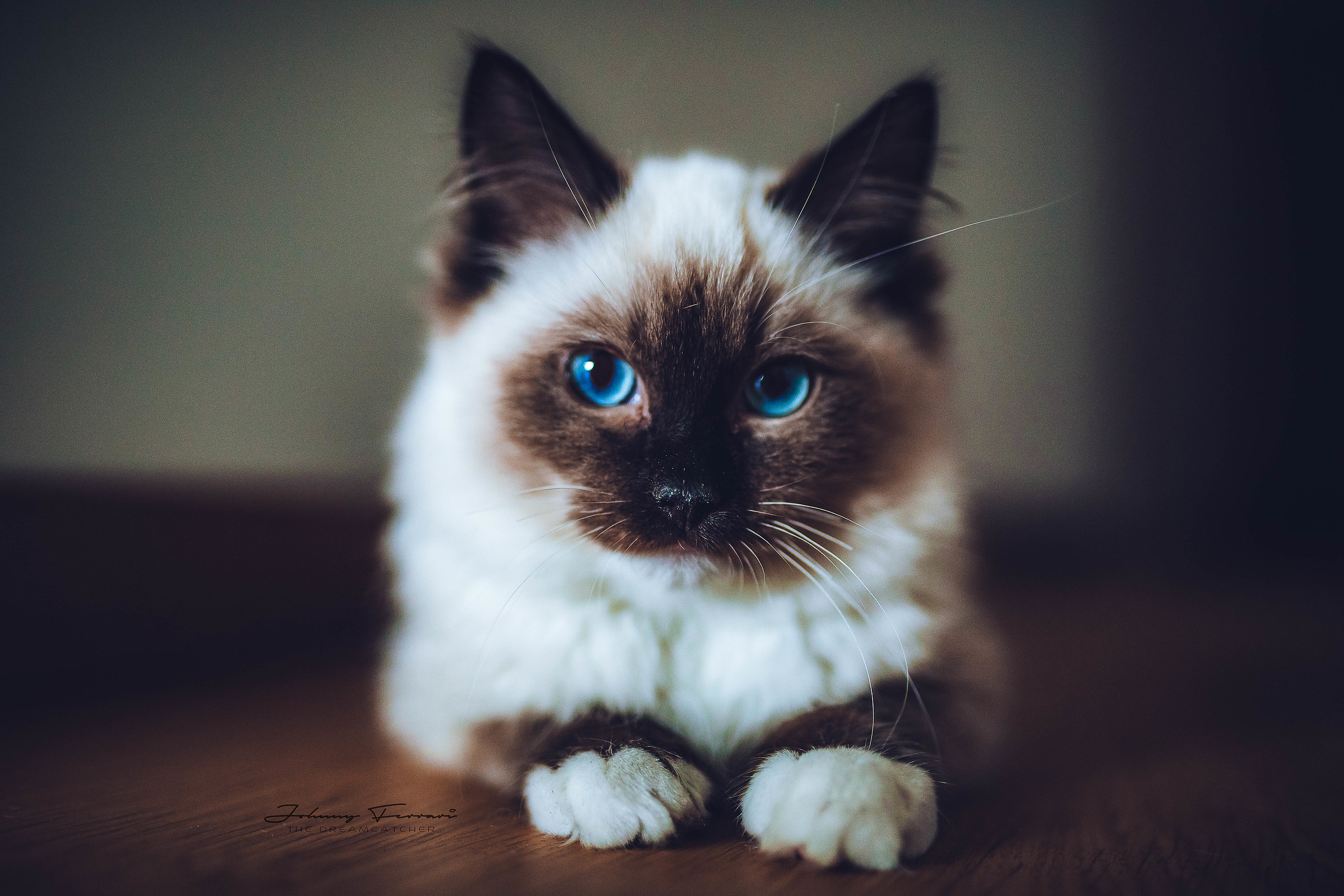 L'amore per i gatti...