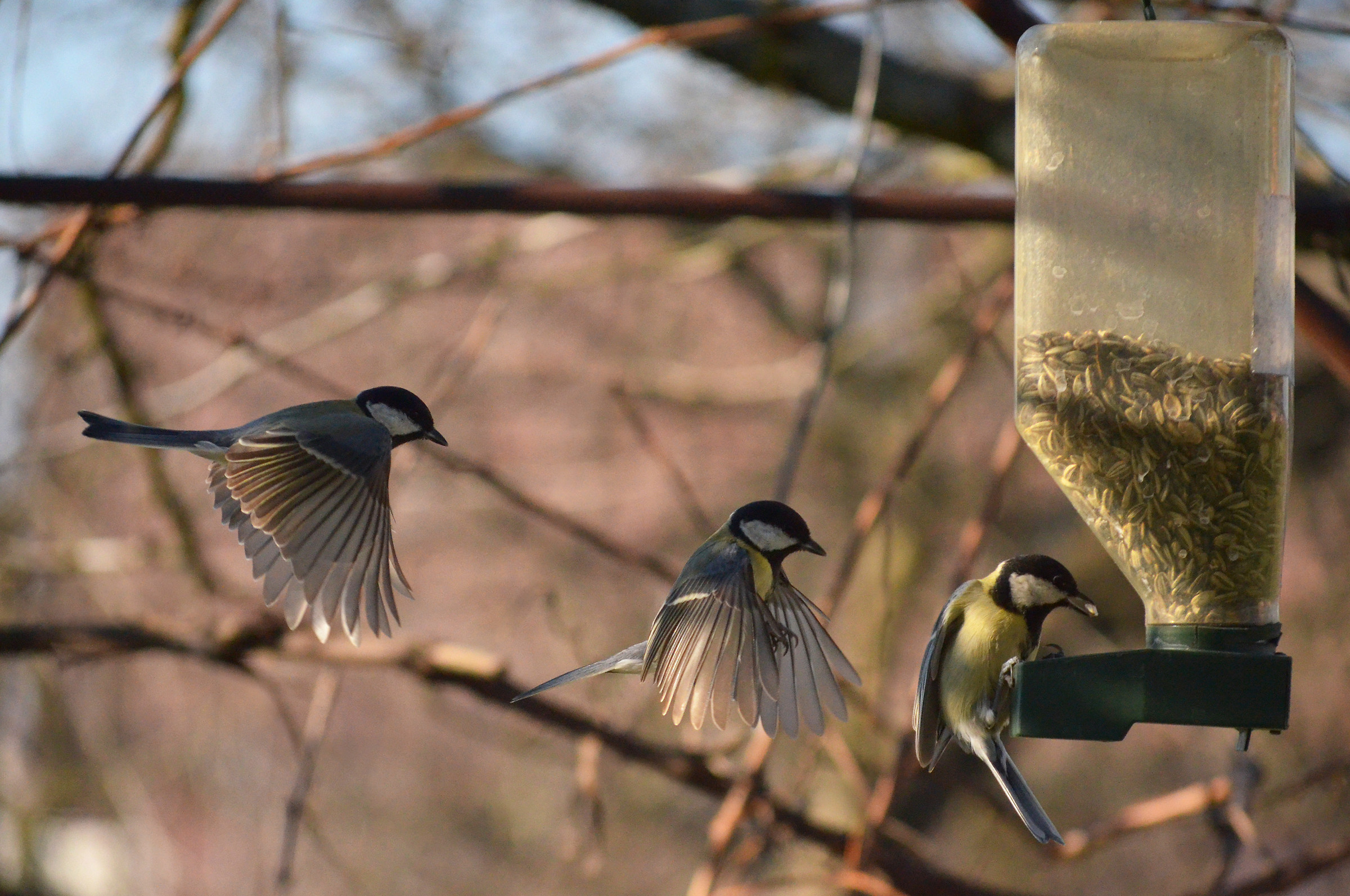 l'atterraggio della cincia