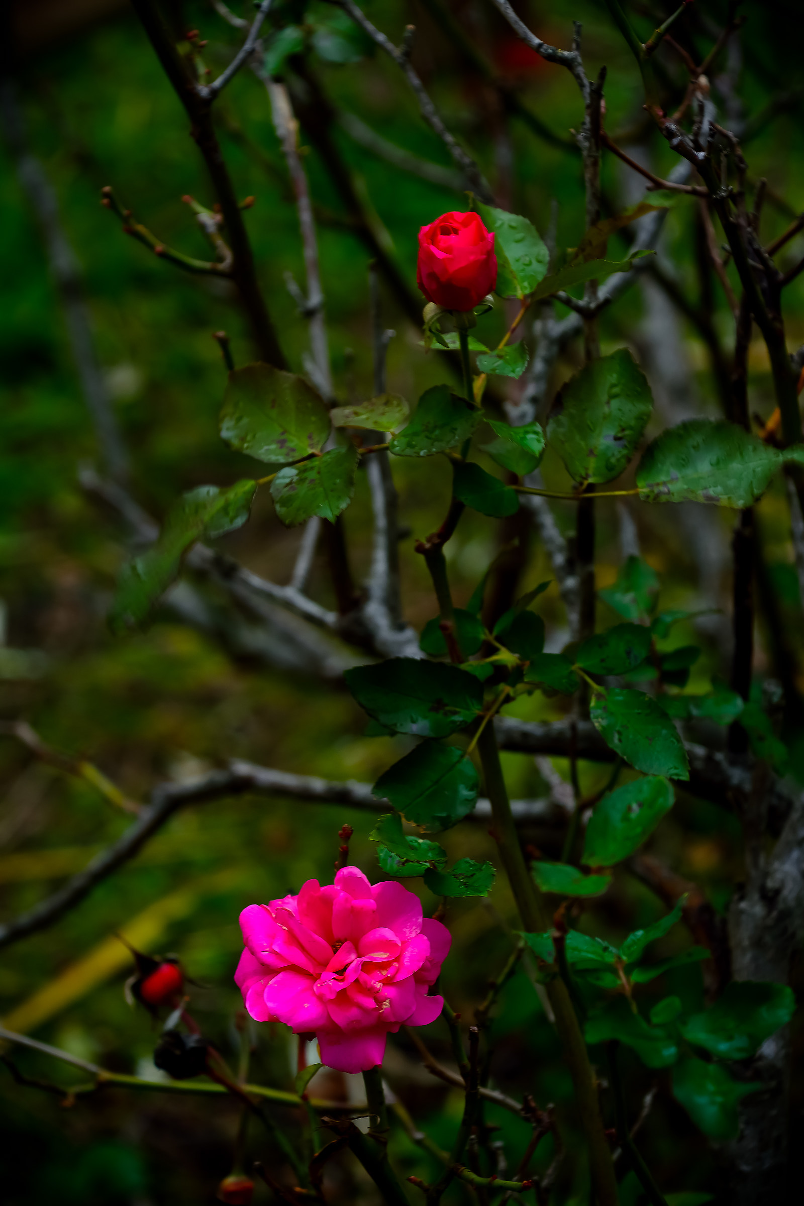 Rosa invernale