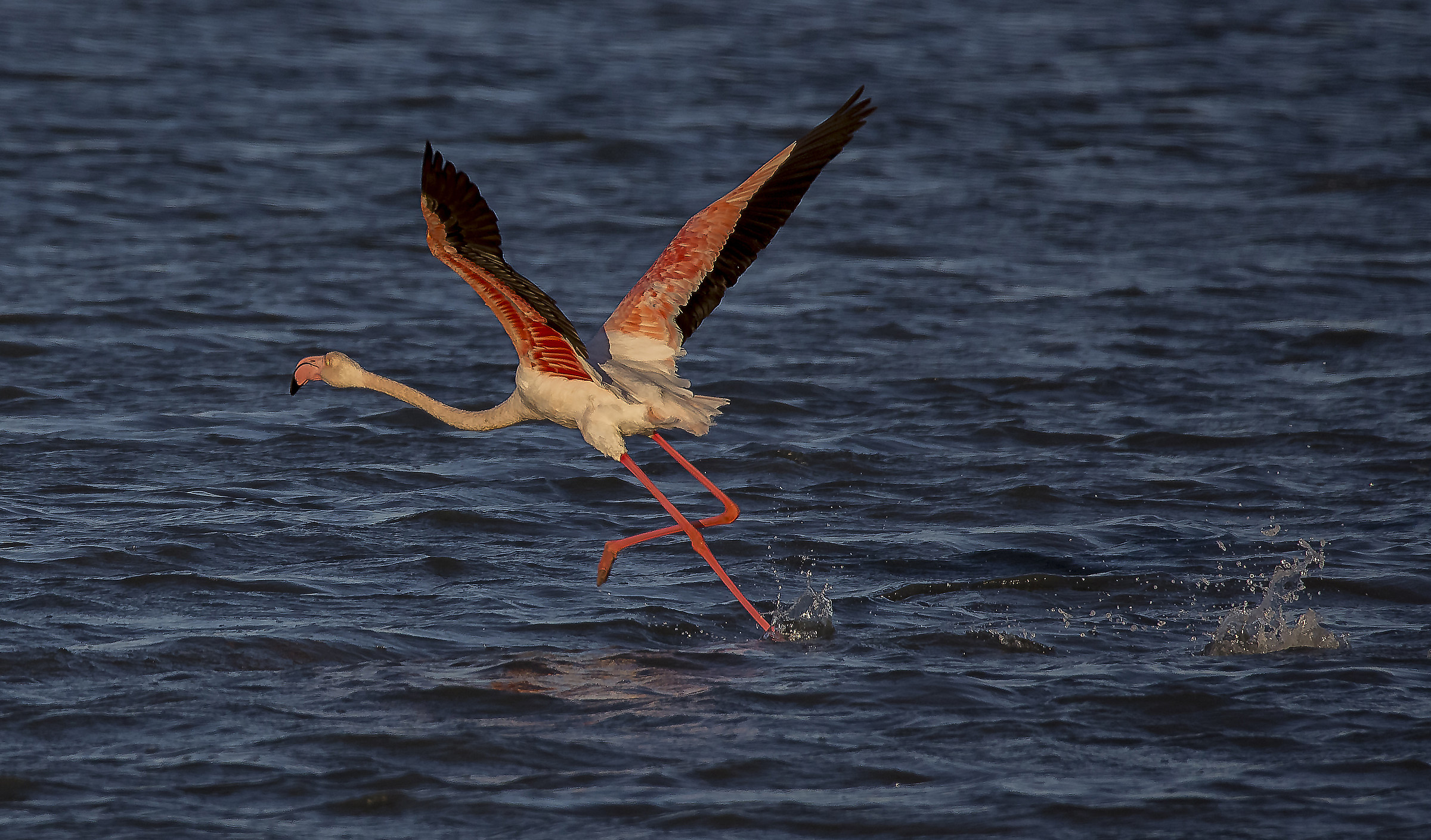 take-off of a flamingo