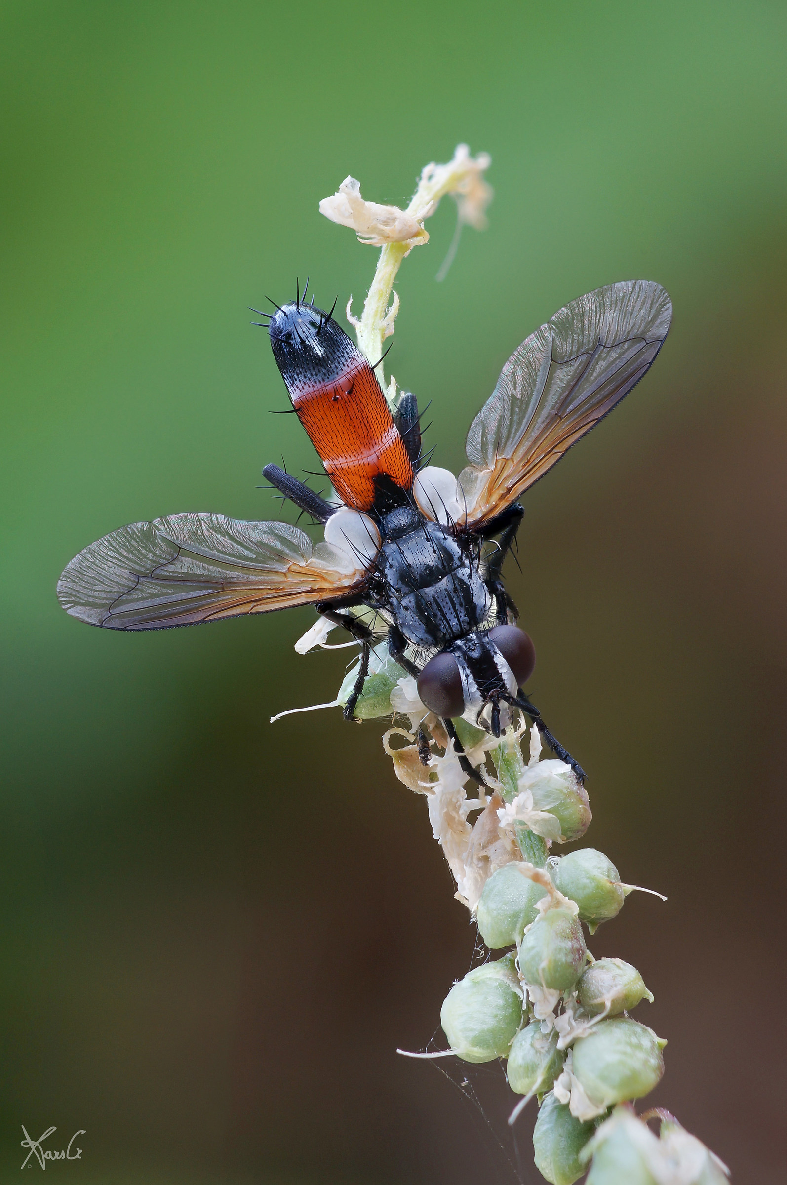 Cylindromyia brassicaria