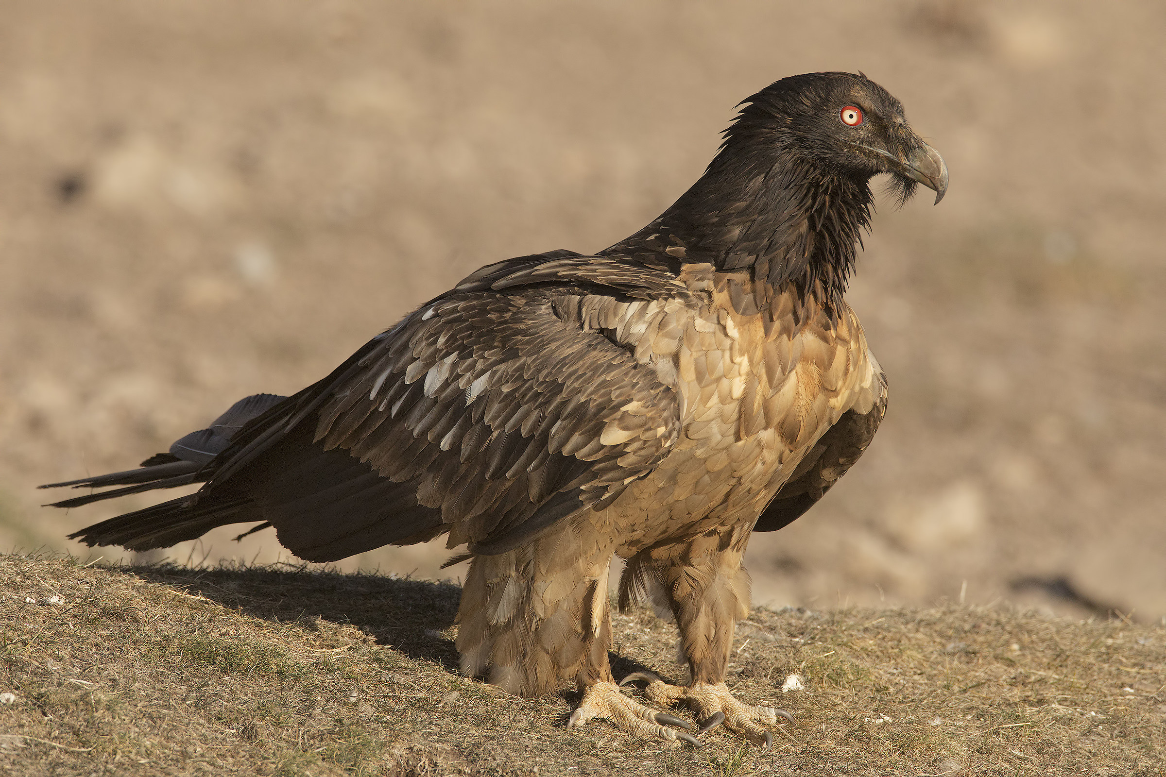 bearded vulture (gypaetus barbatus) Pyrenees
