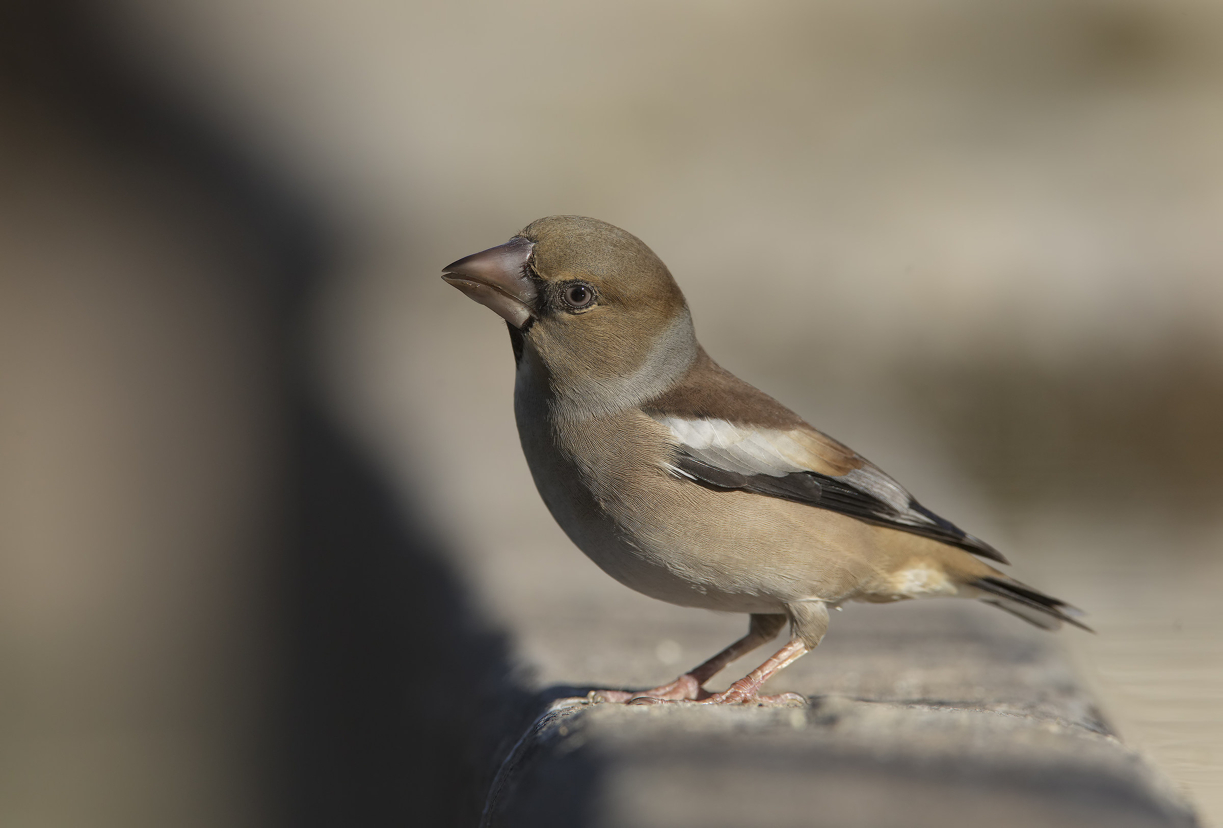 frosone (coccothraustes coccothraustes)