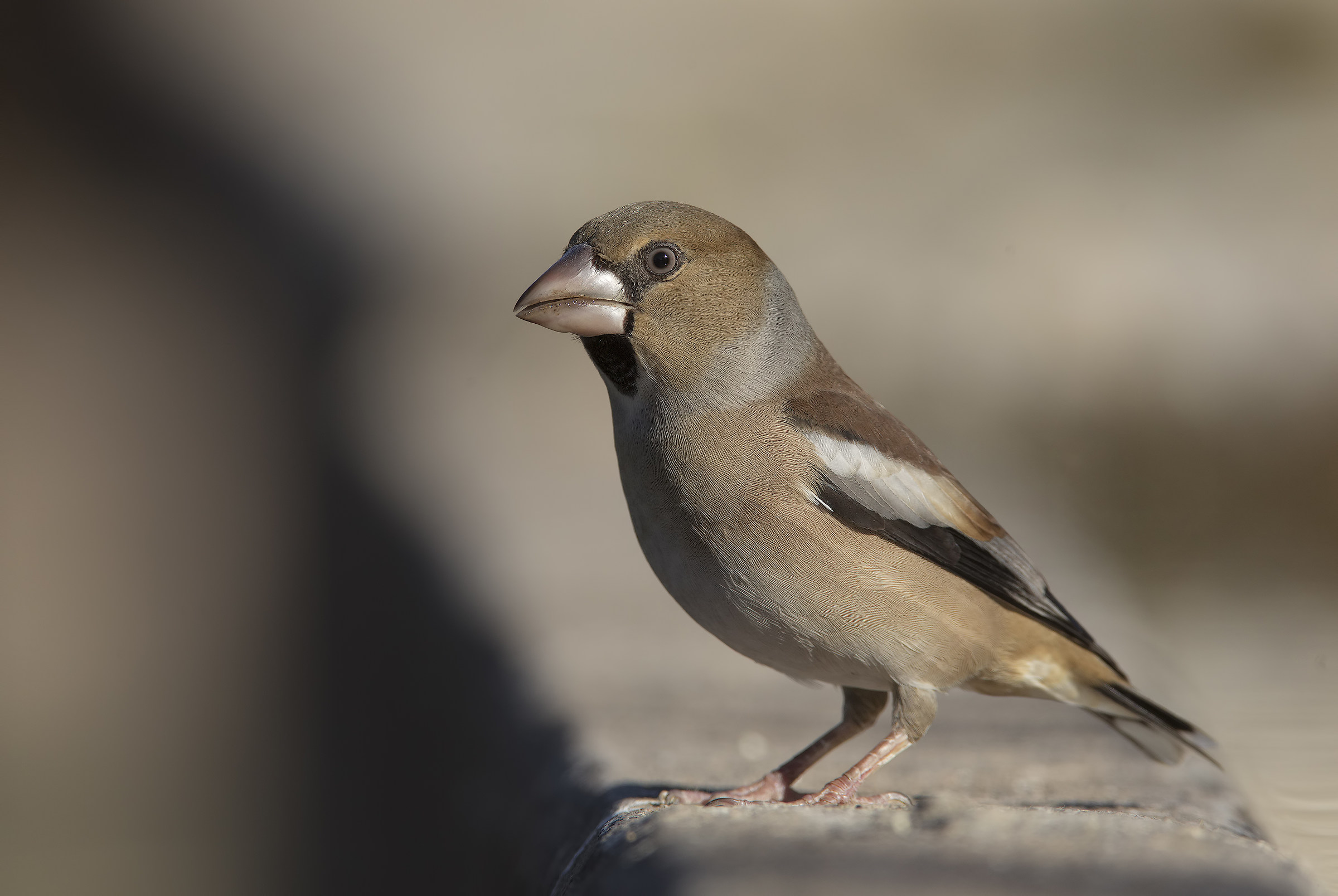 Hawfinch (coccothraustes coccothraustes)