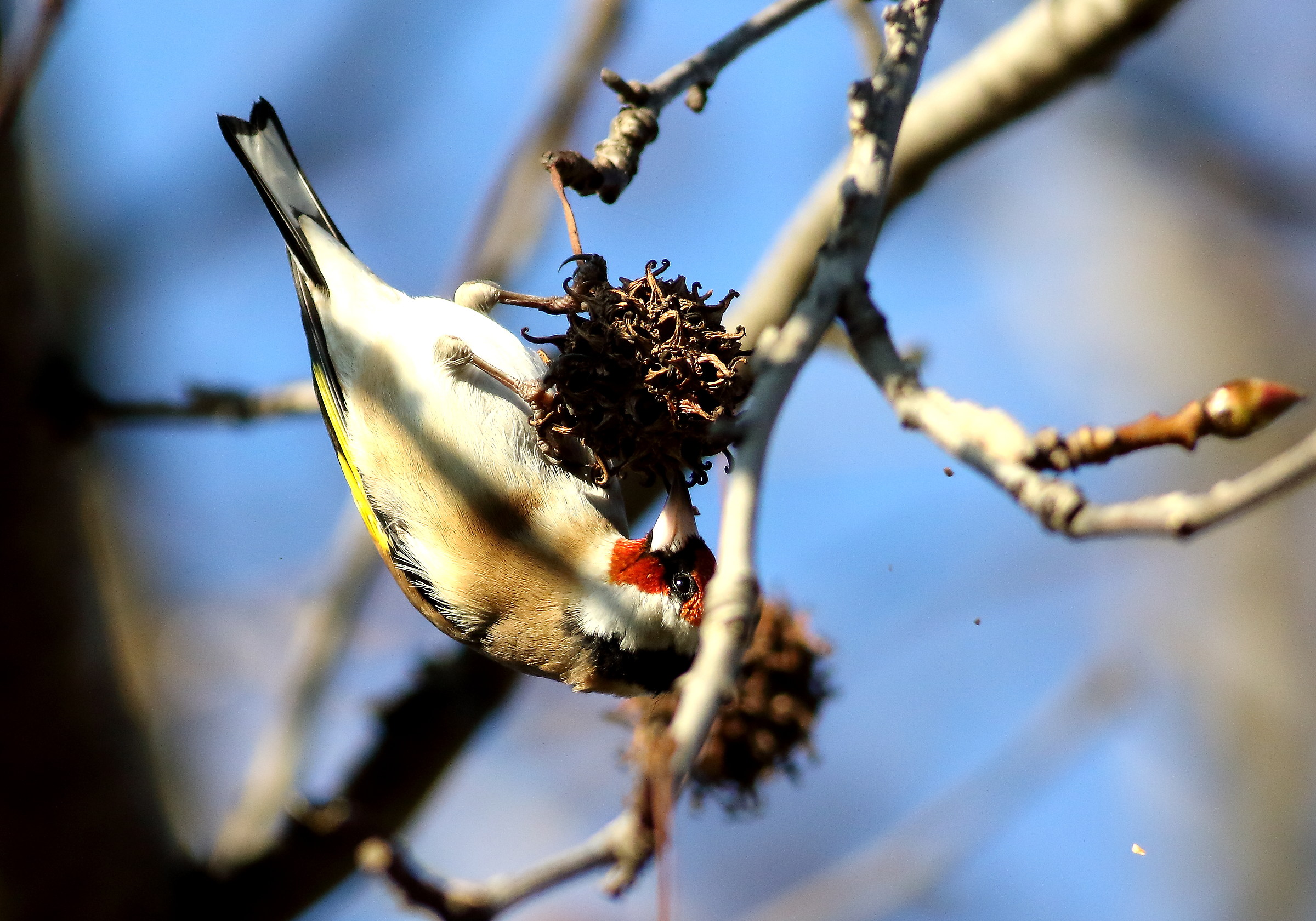 goldfinch in feeding on liquidambar tree