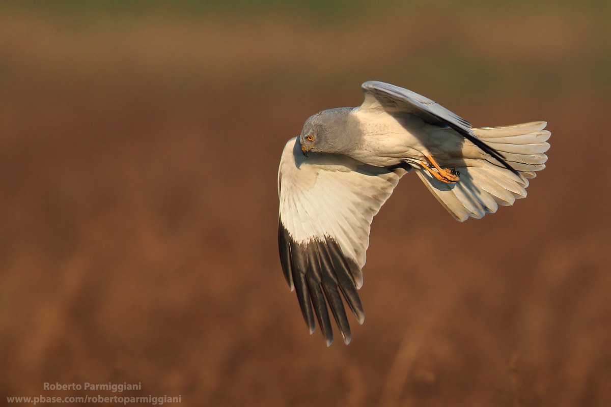 In caccia al tramonto