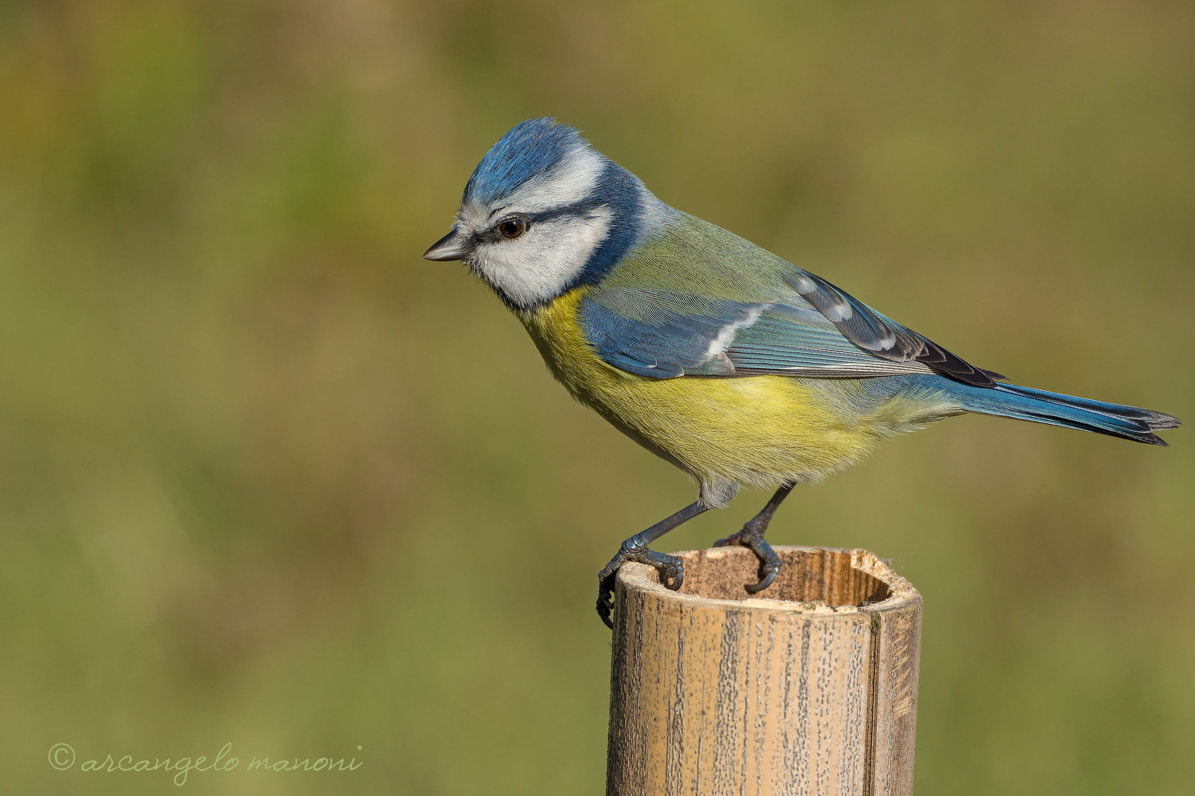 Cyanistes caeruleus