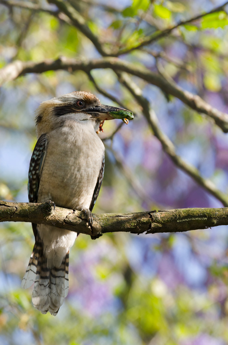 Kookaburra with Treefrog