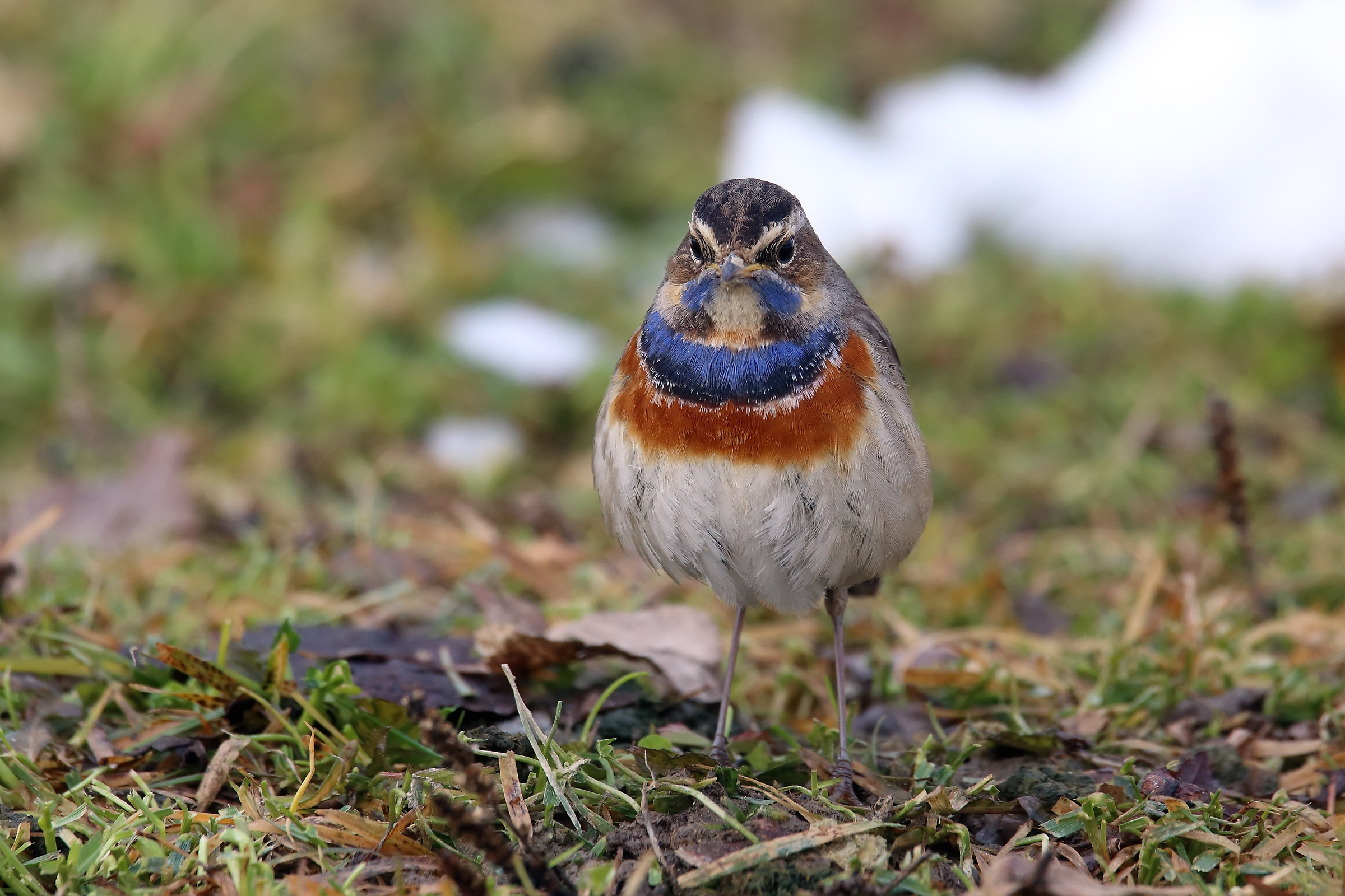 Bluethroat (Luscinia svecica)