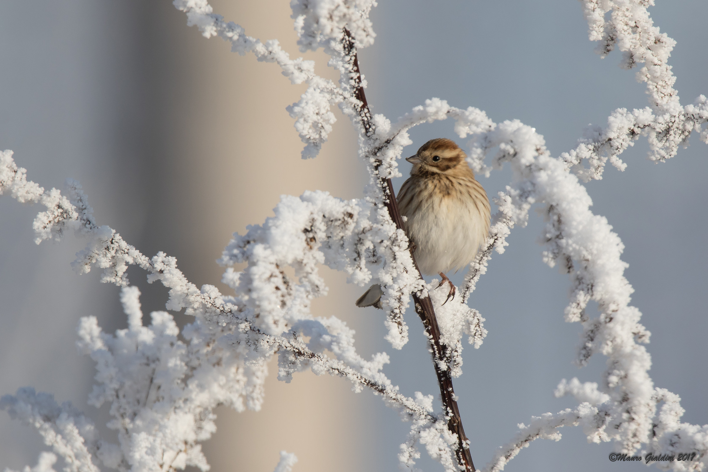 Migliarino di palude