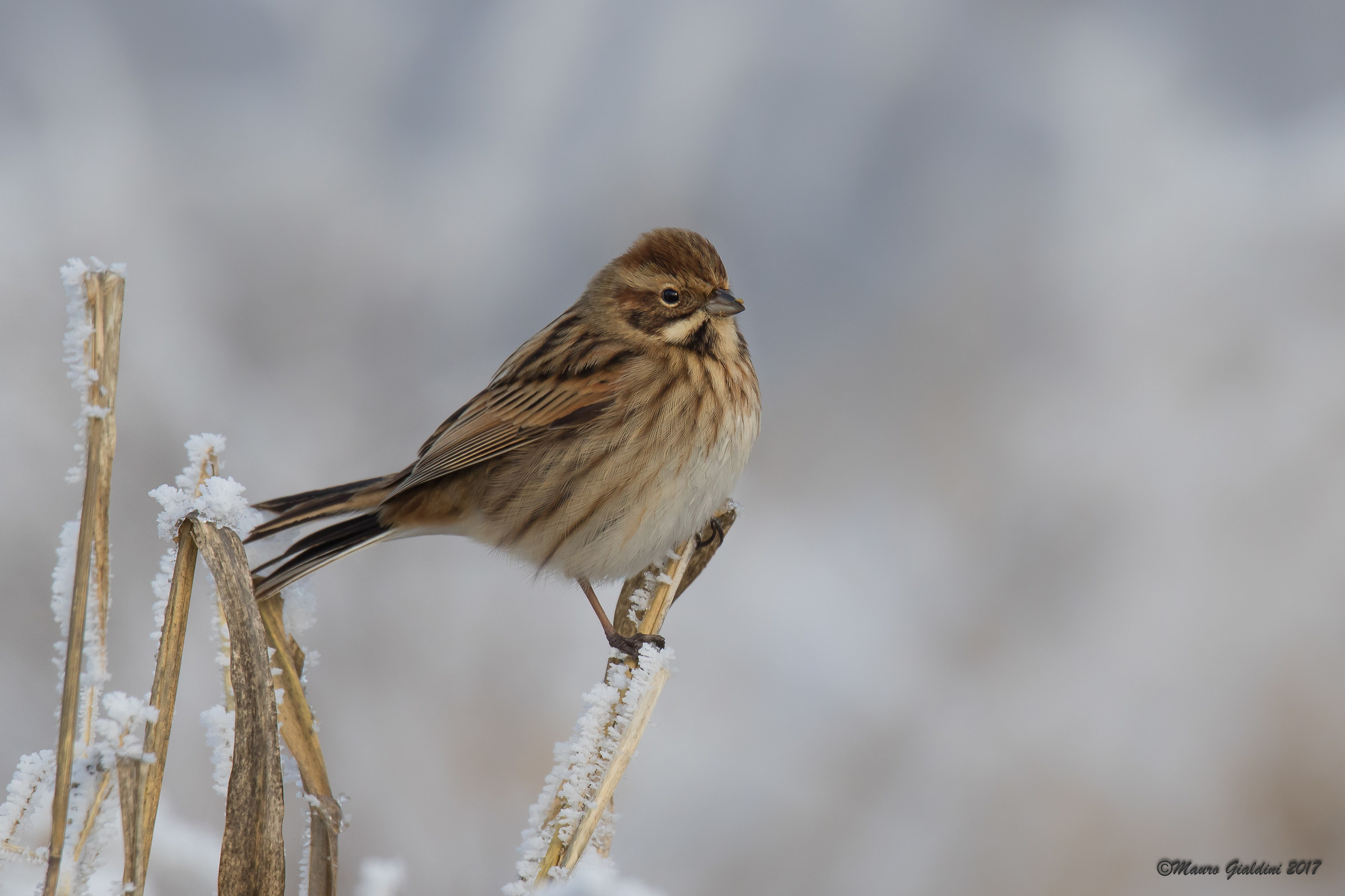 Migliarino di palude