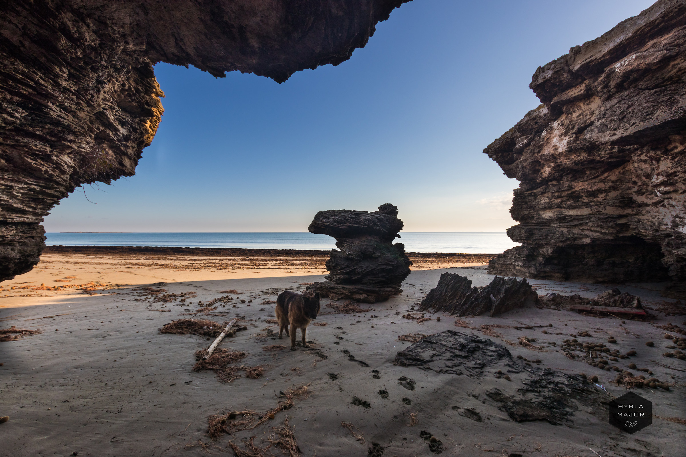 The stray on the shoreline