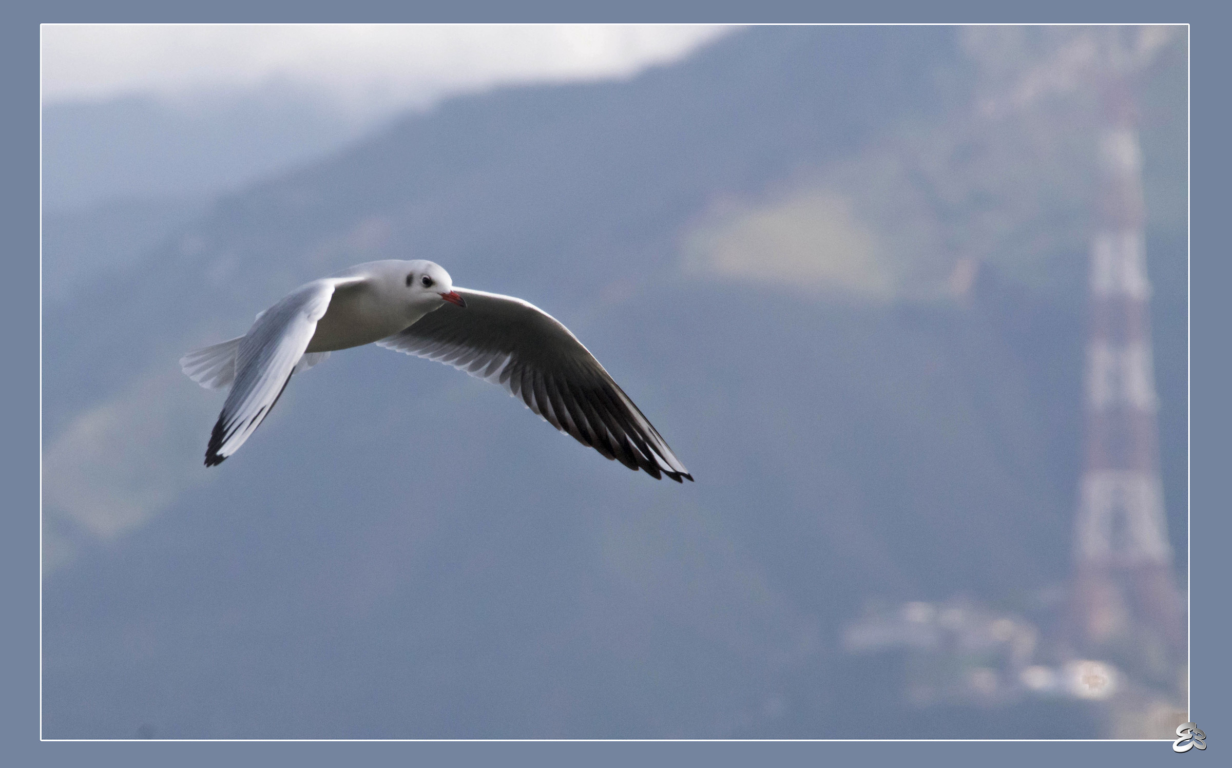 In flight on the Strait of Messina