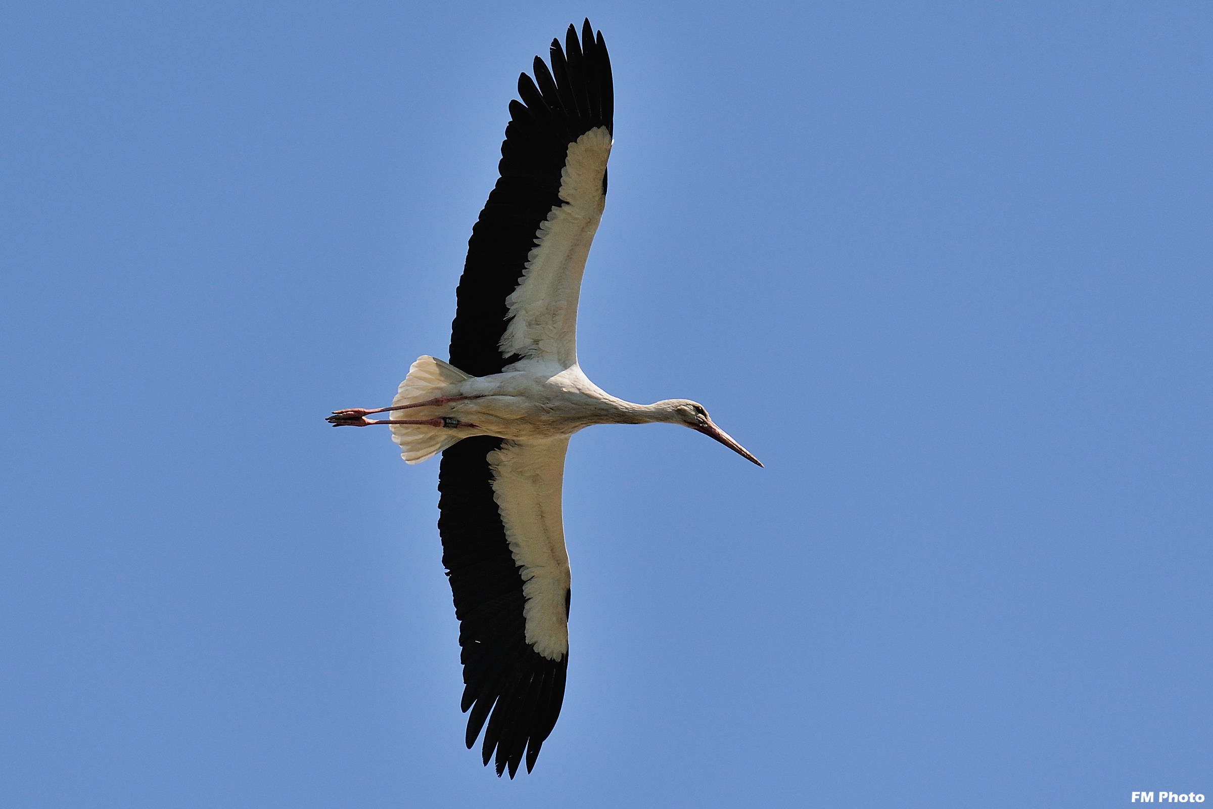 Il Volo della Cicogna