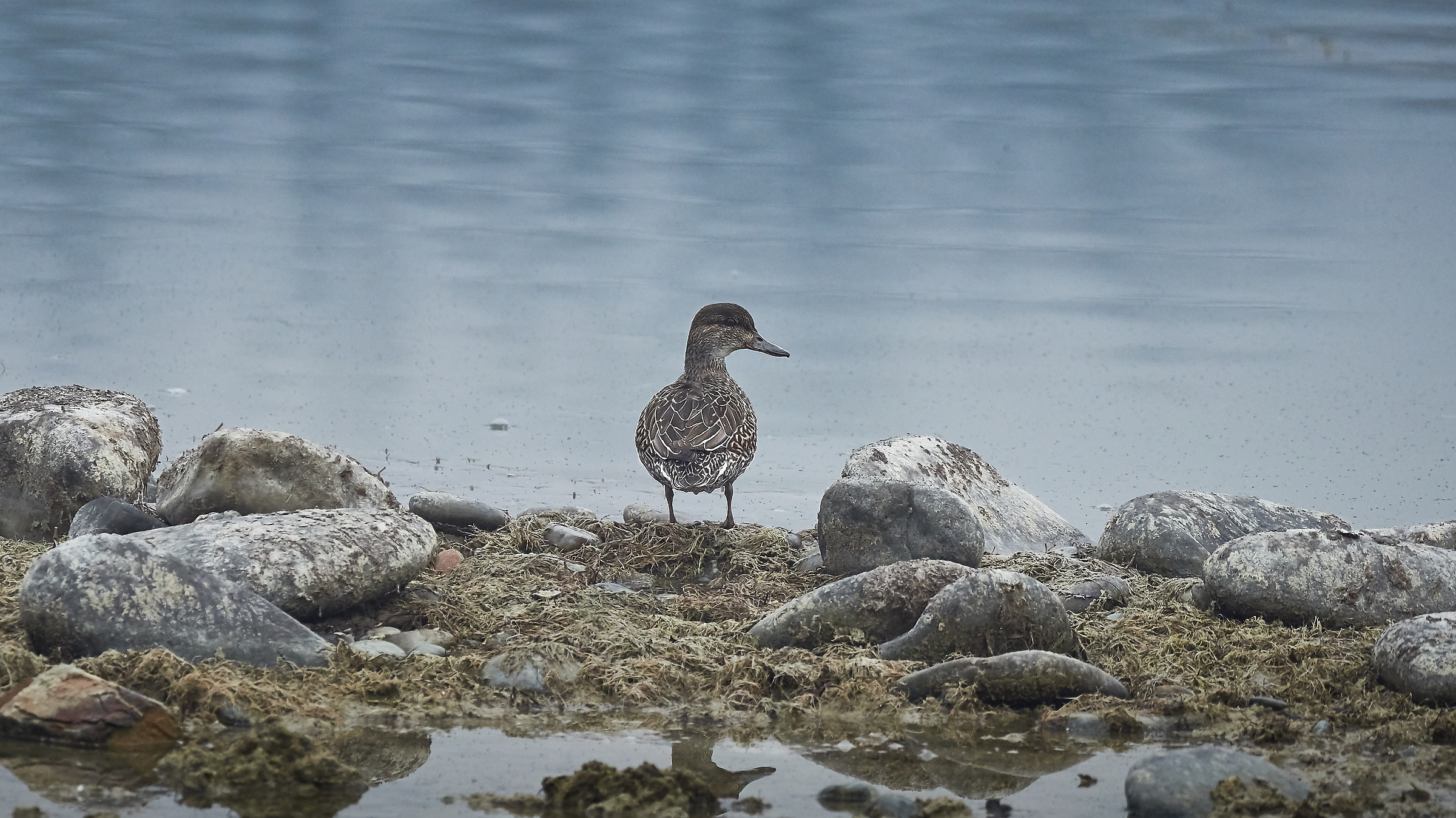 I do not know the species ... Excuse me, but I'm at the ...