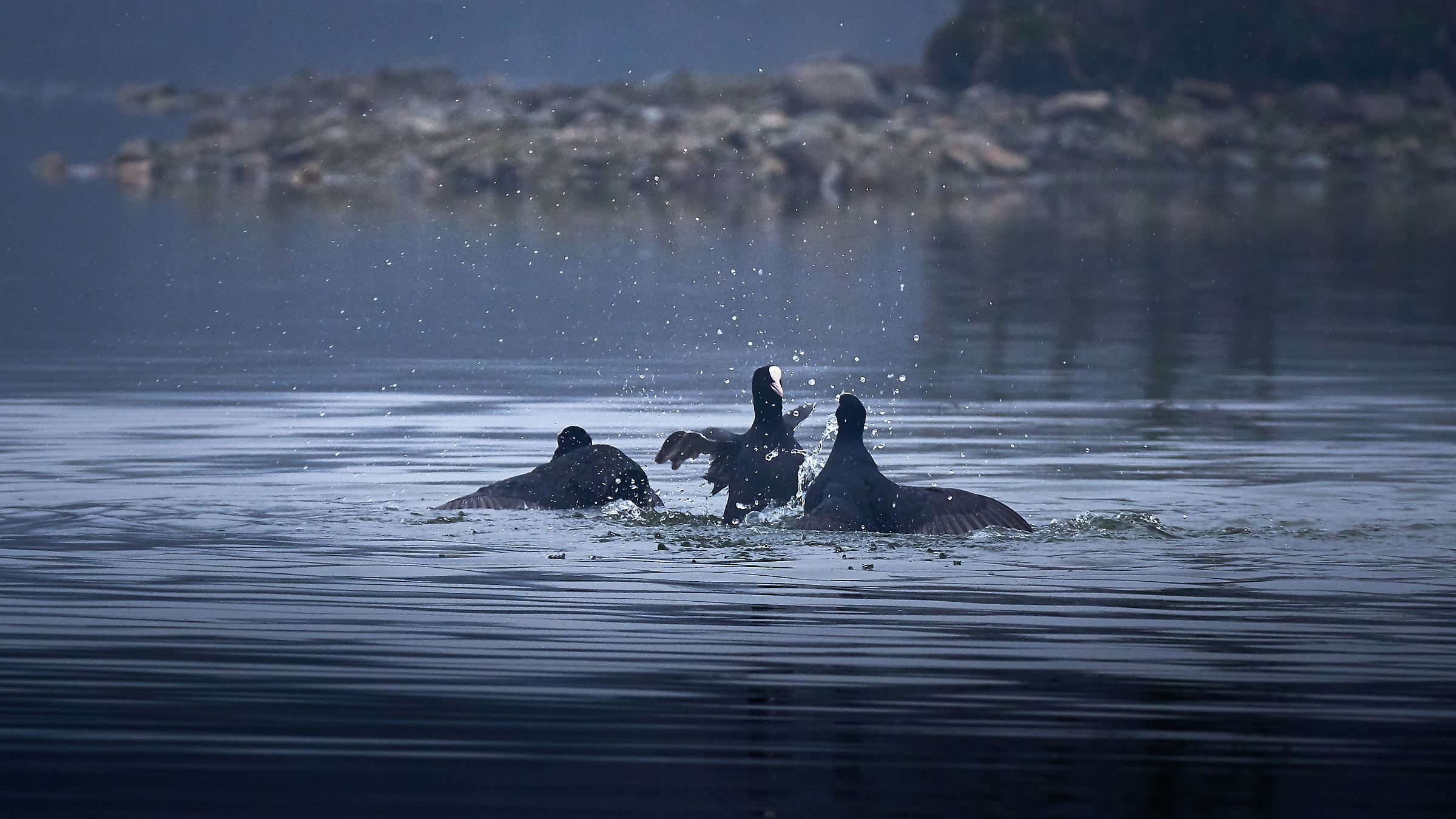 Common coot