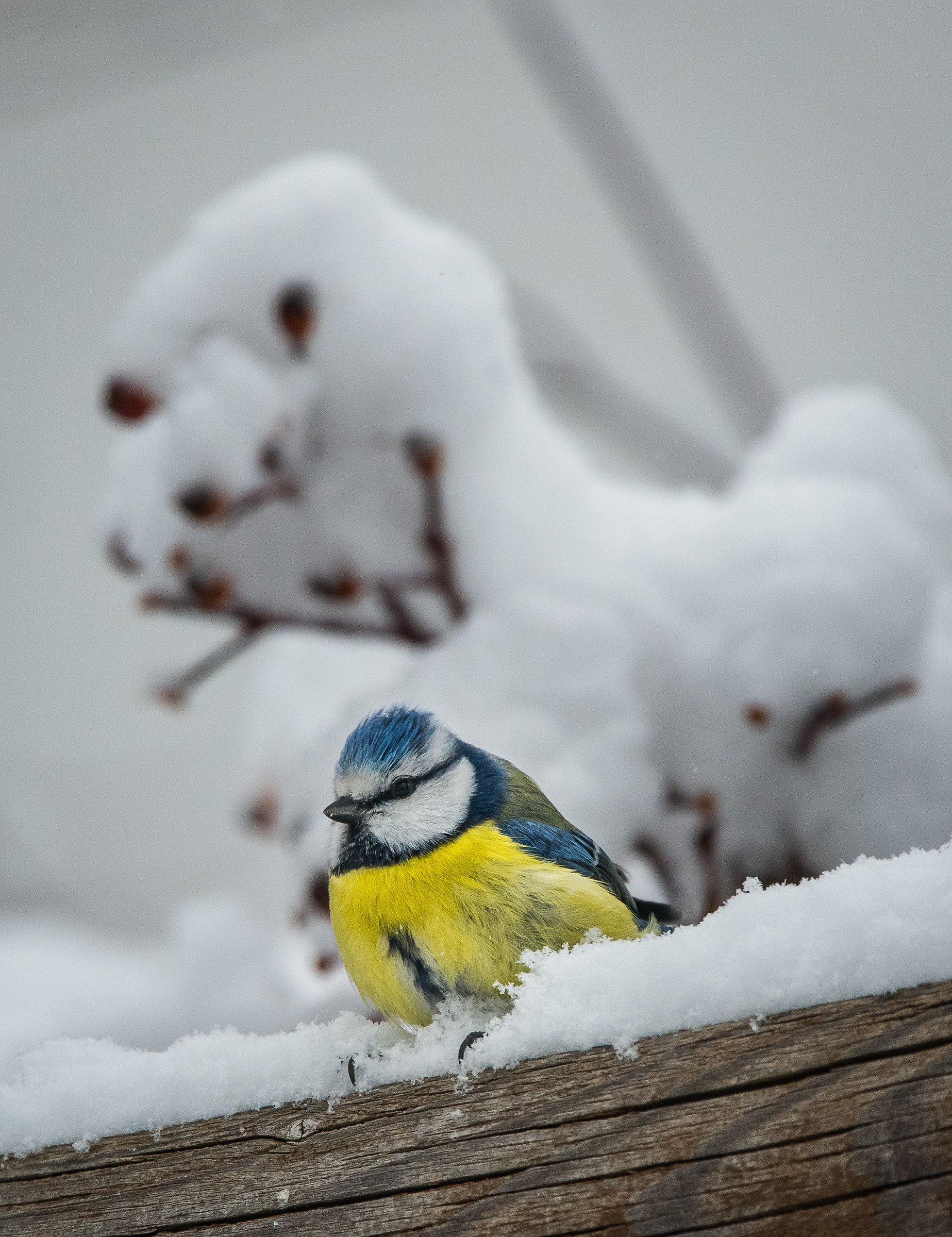 Cinciarella nella neve con singolare arbusto dietro