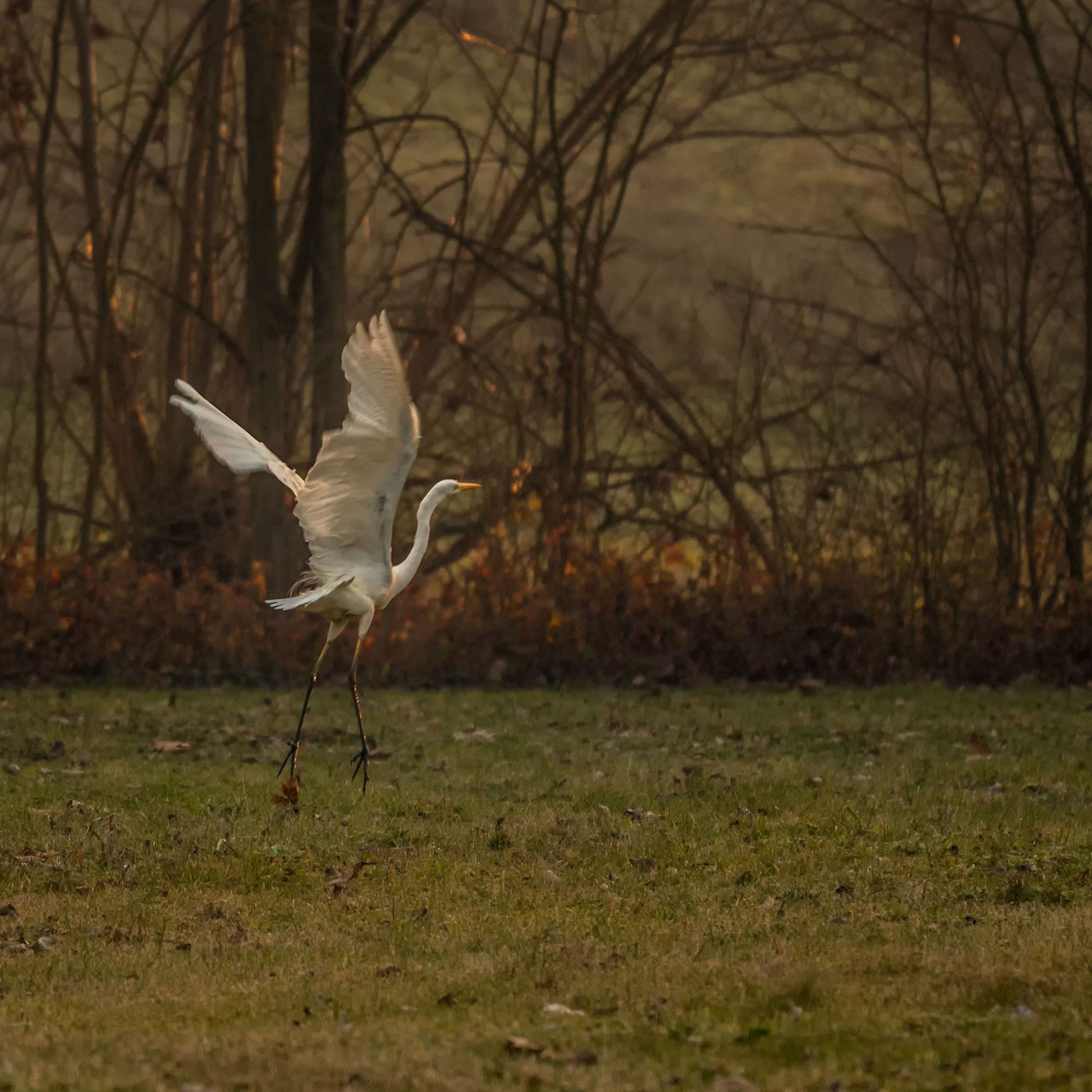 Airone bianco in decollo.