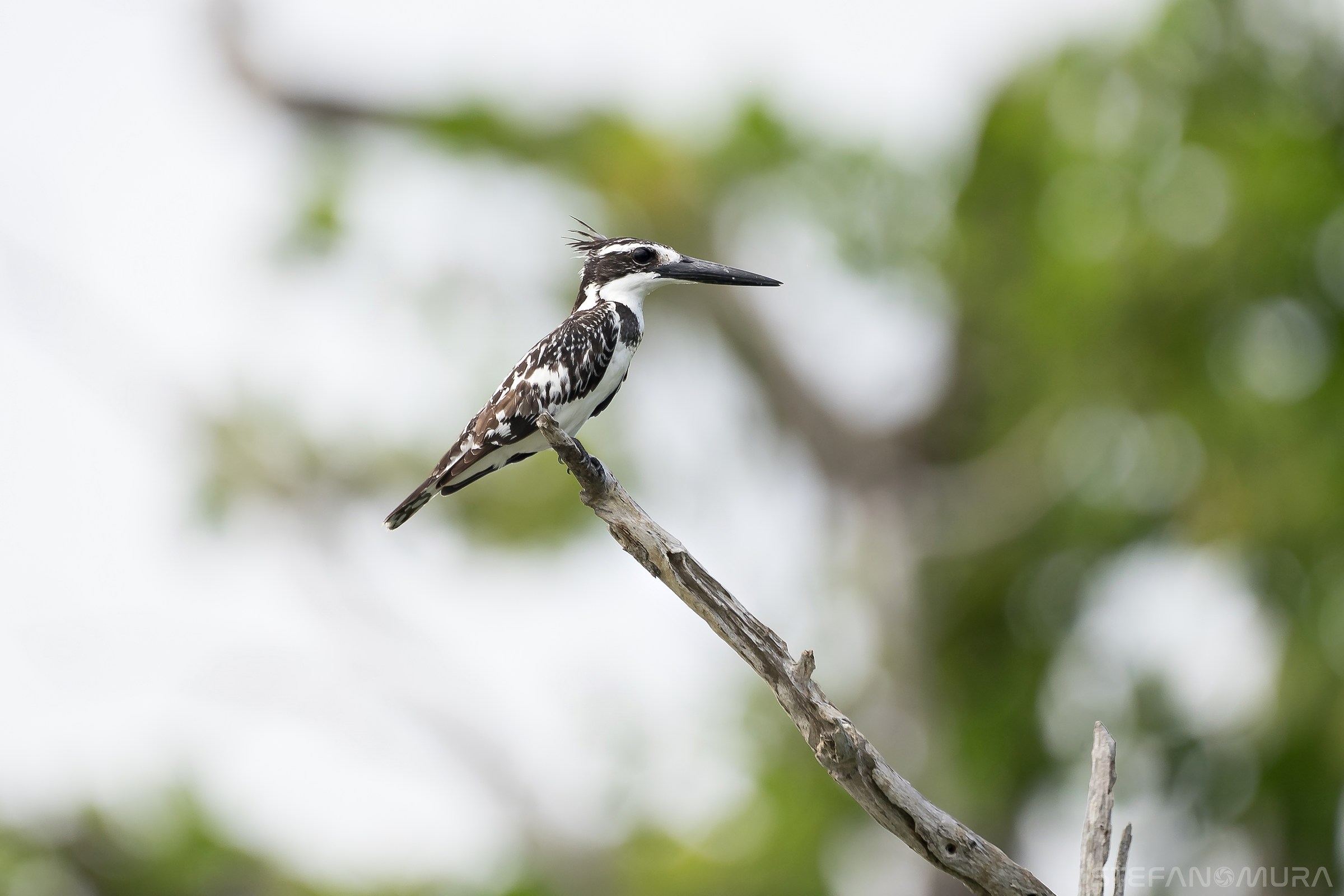 The black and white kingfisher (Ceryle rudis)