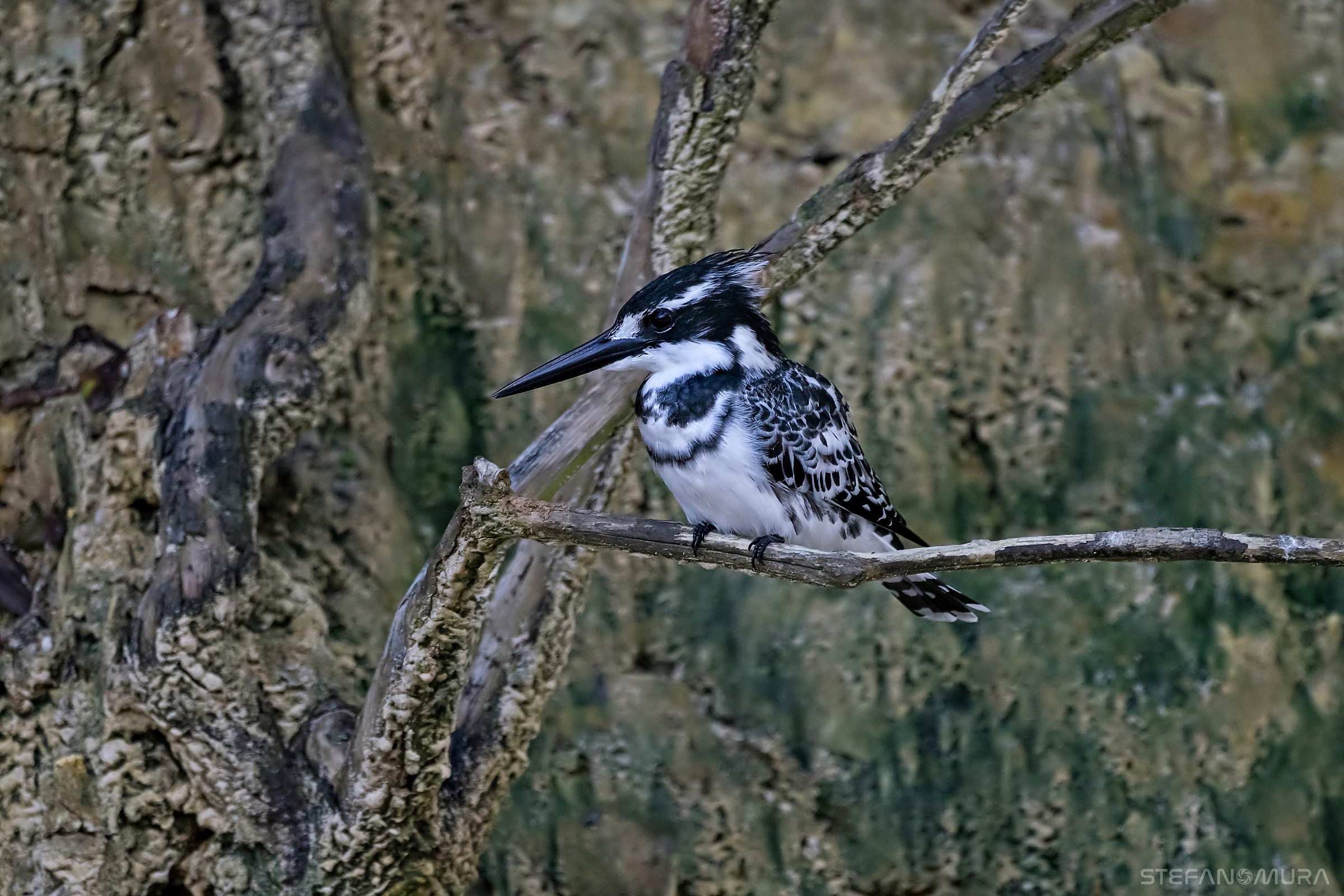 Il martin pescatore bianco e nero (Ceryle rudis