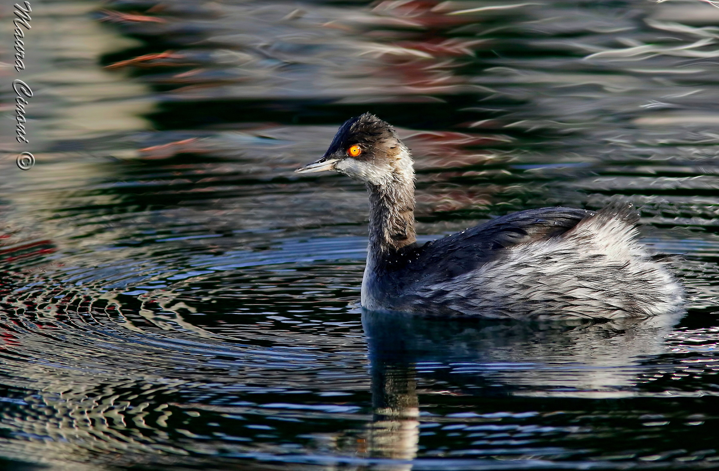 Little grebe