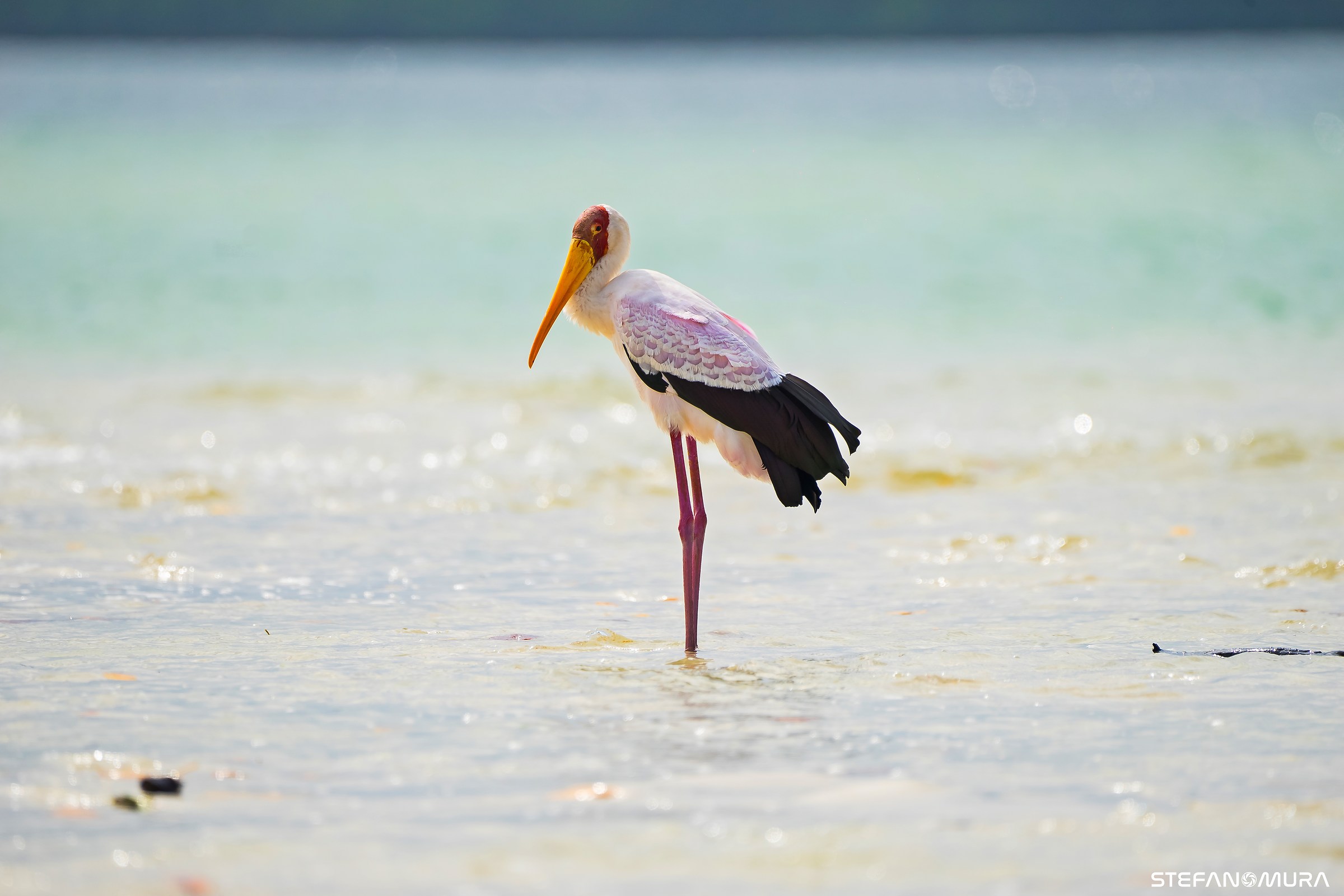 Tantalus Beccogiallo (Mycteria ibis)