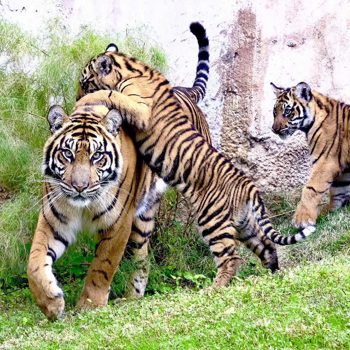 Walt Disney World Animal Kingdom