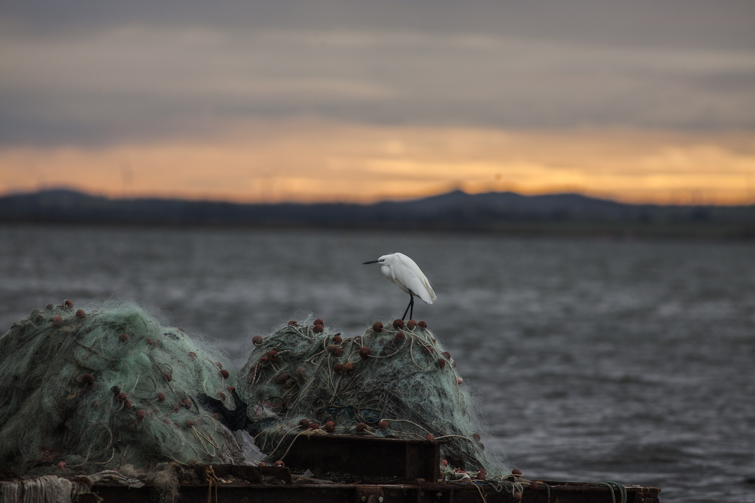 The dawn of the Little Egret