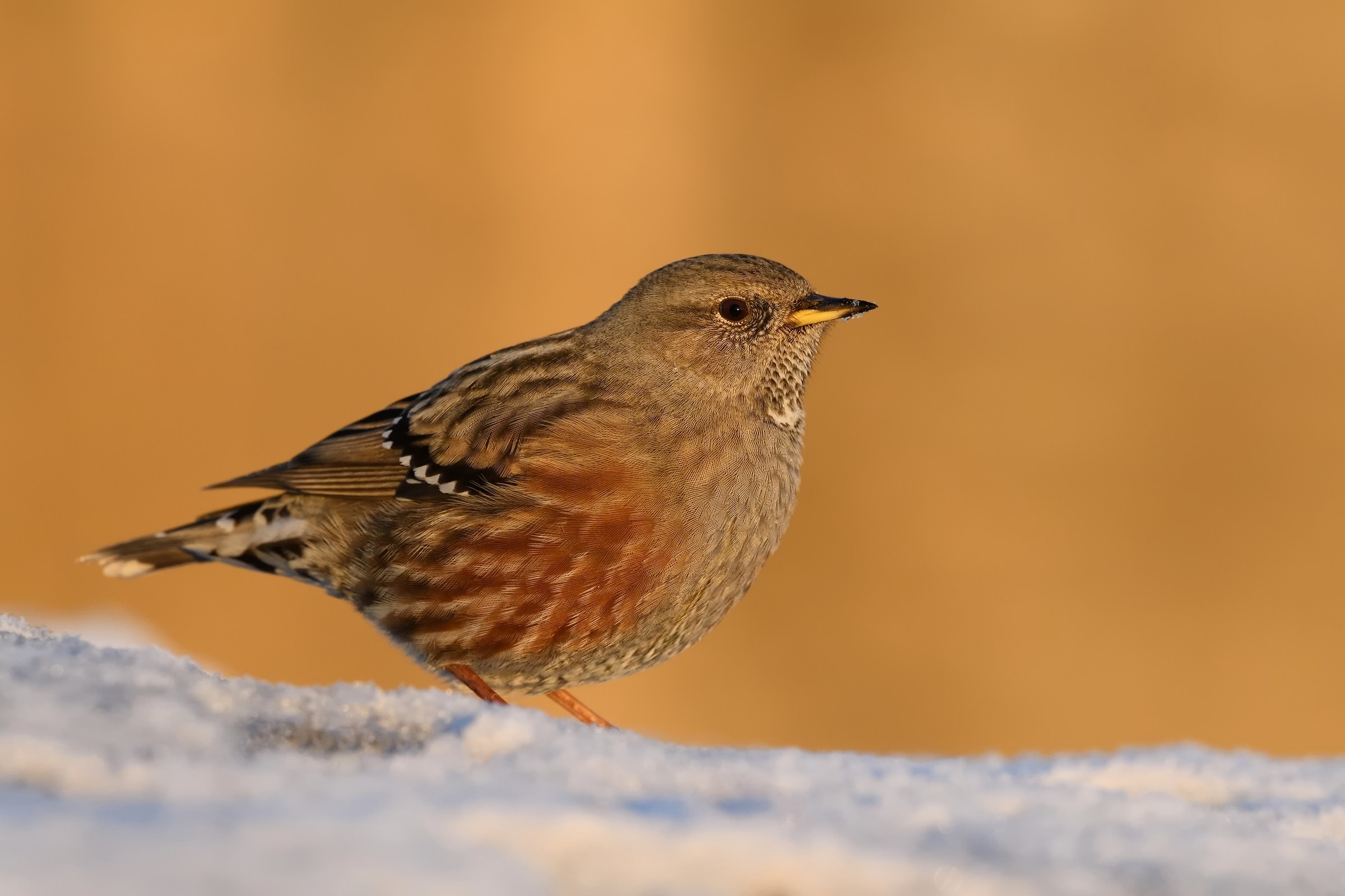 Sordone al tramonto.