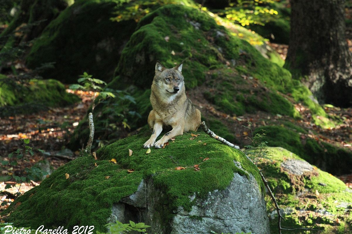 The lord of the forest