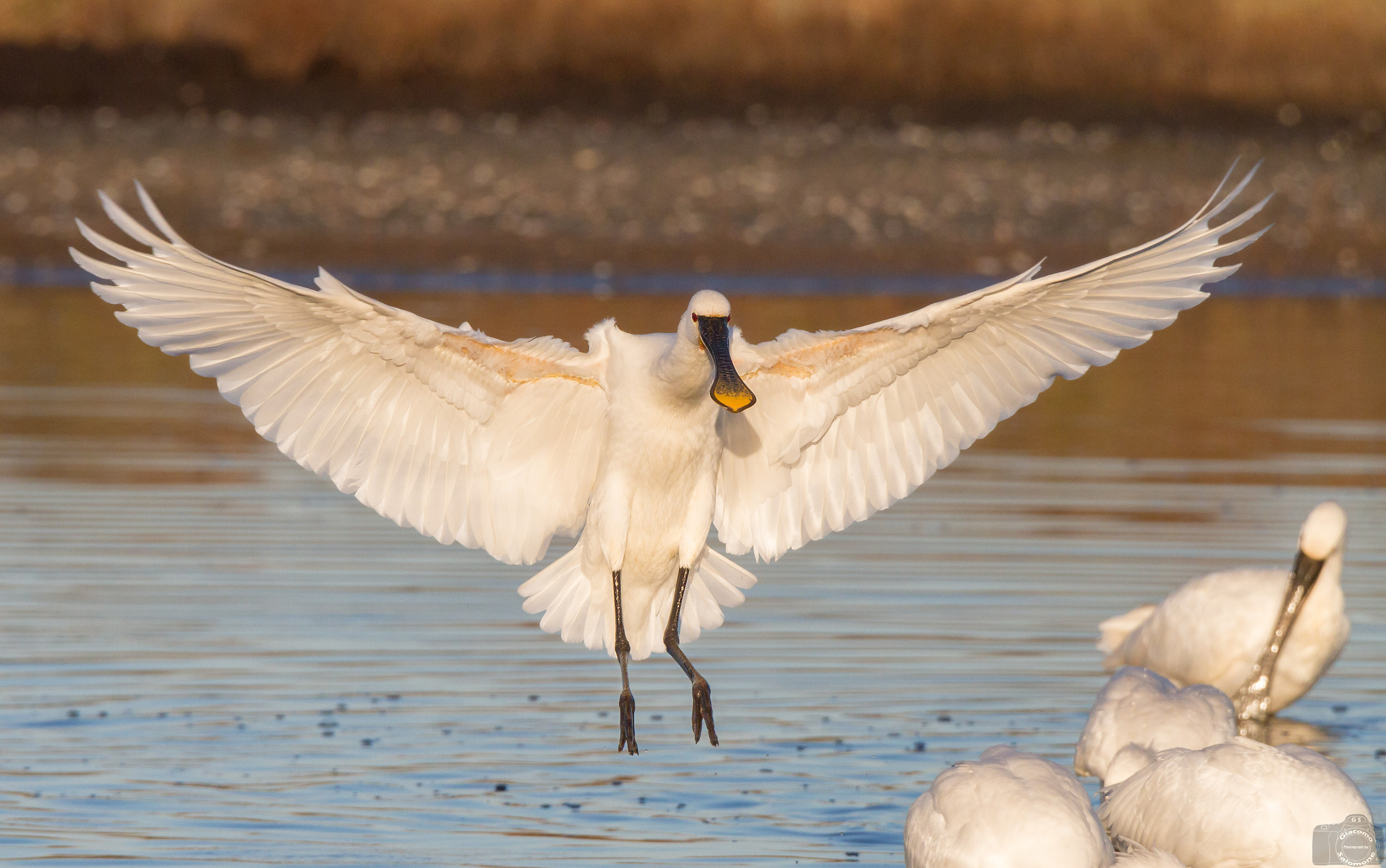 The arrival of the Spatula.