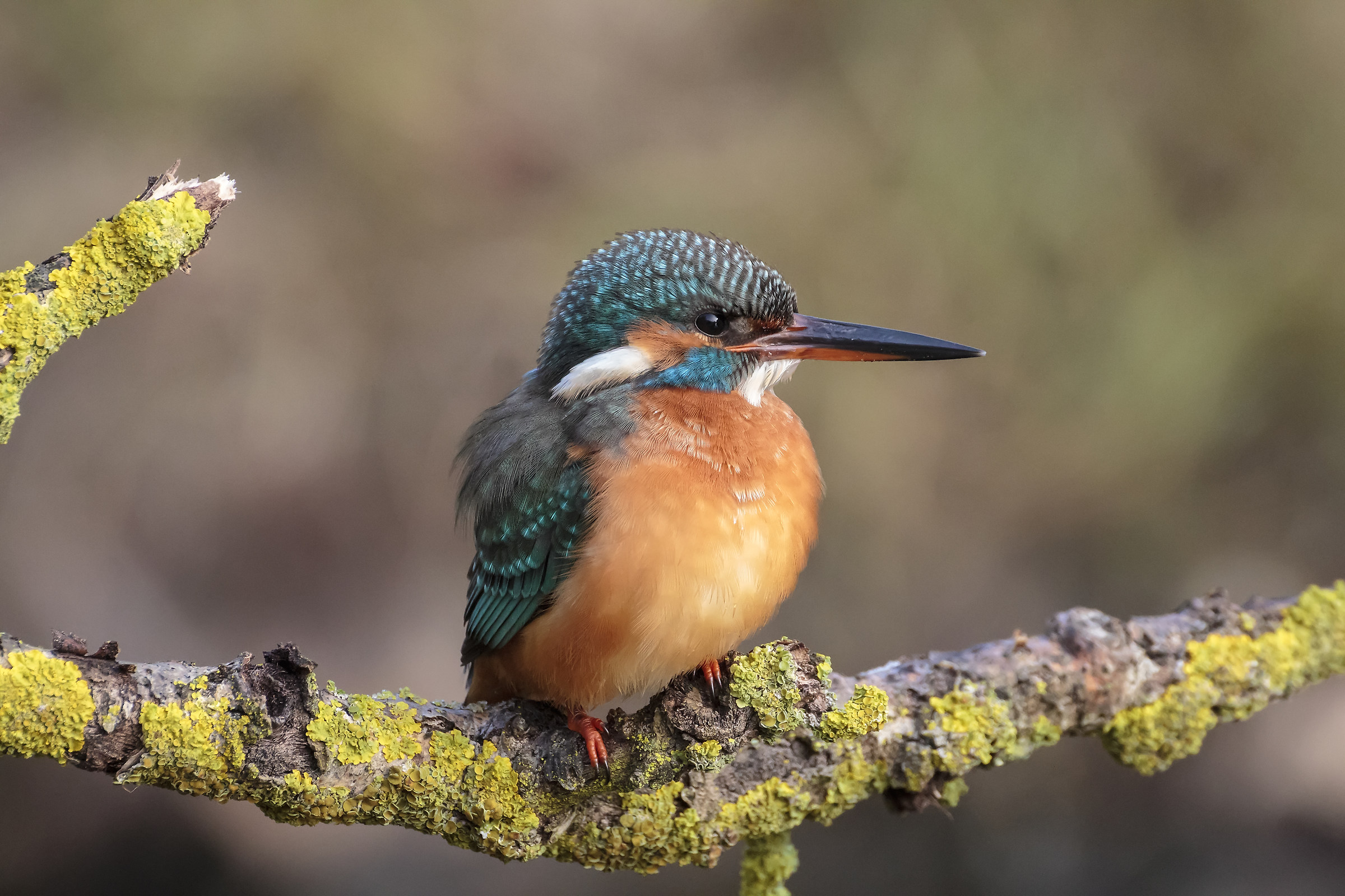 My country ... Saturday, December 23rd 2017