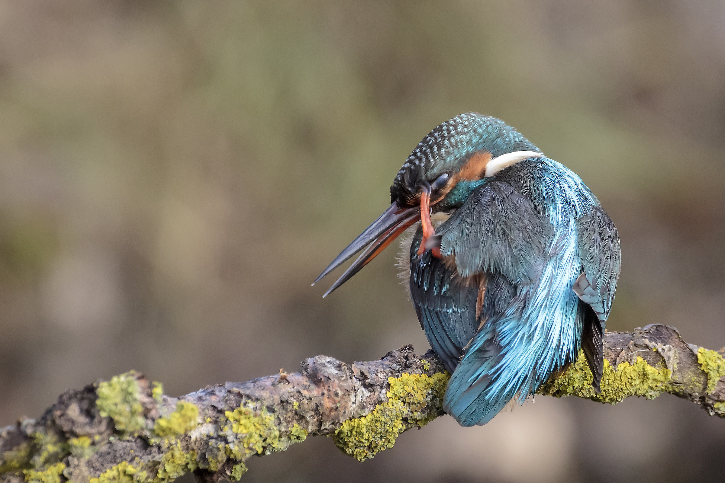 My country ... Sunday, December 24th, 2017