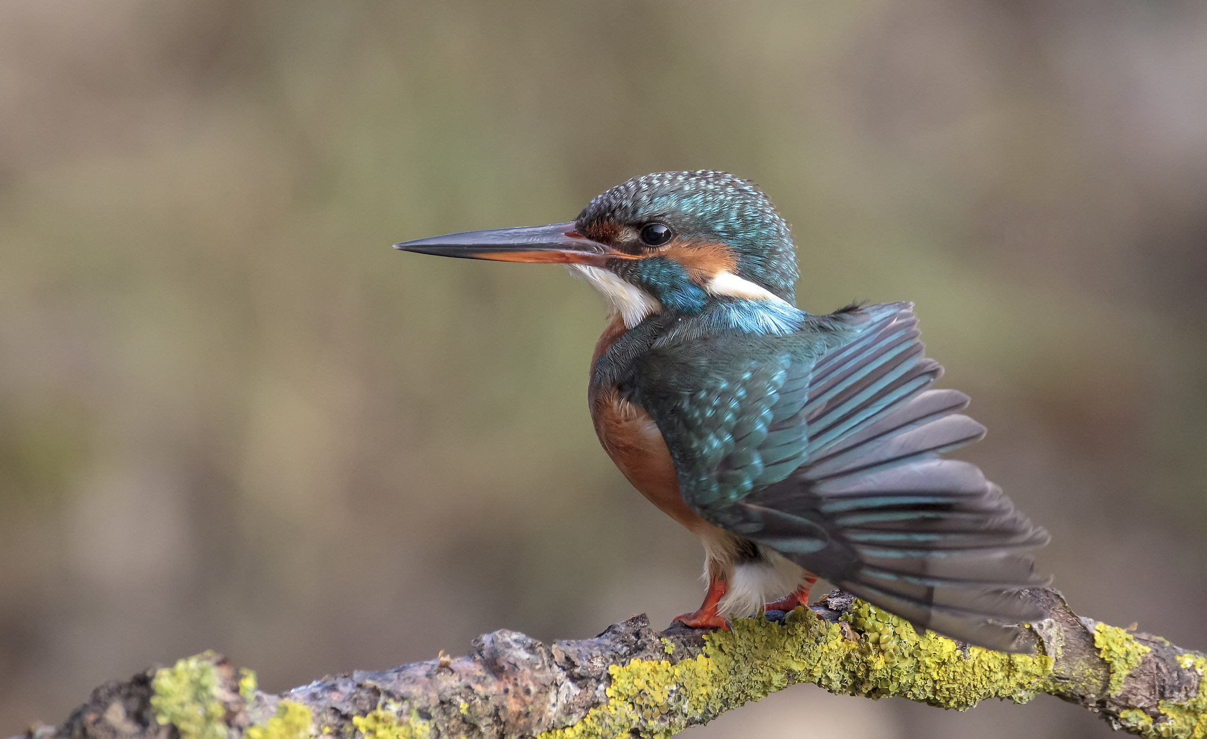 My country ... Sunday, December 24th, 2017