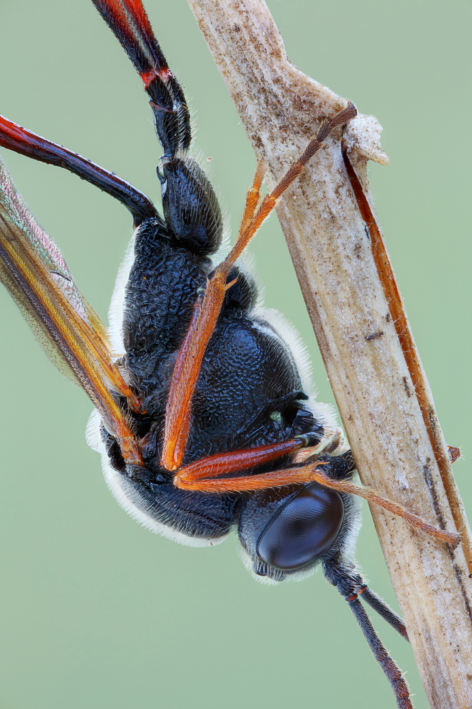 Vista vicina Ichneumonid