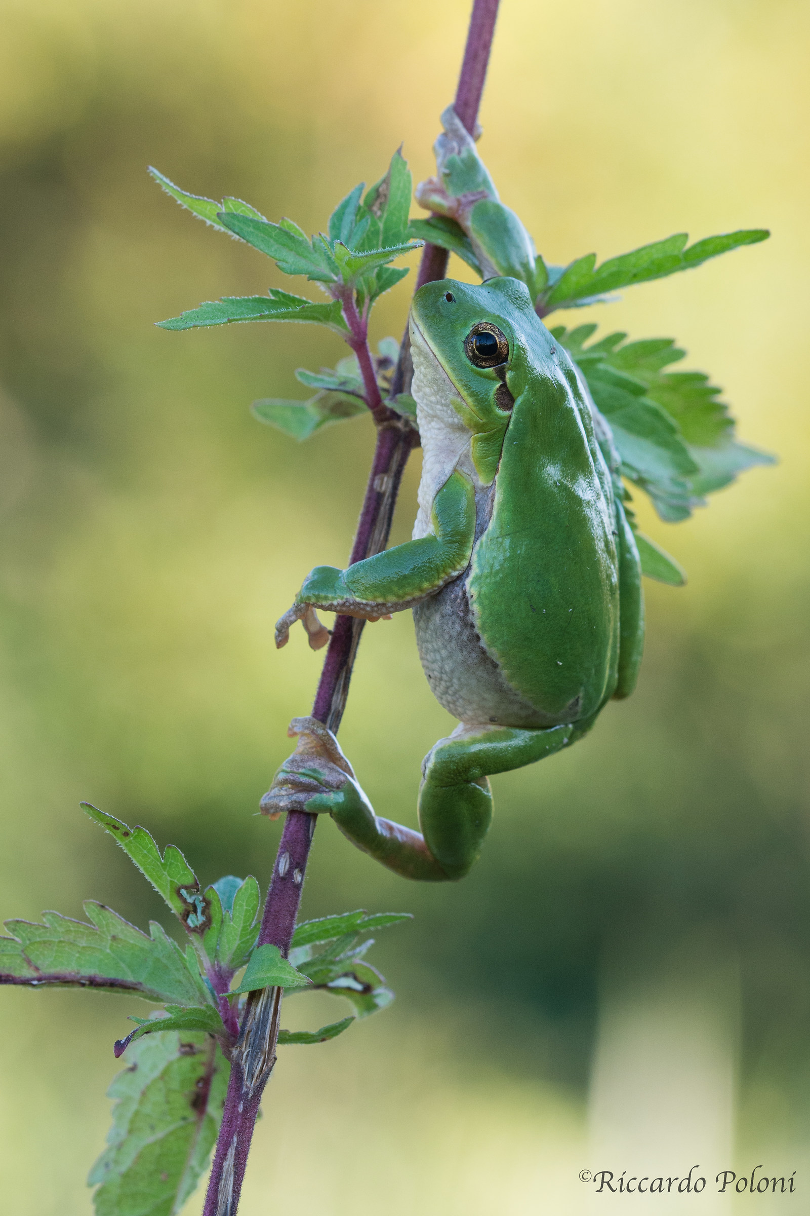 F(T)ree frog climbing