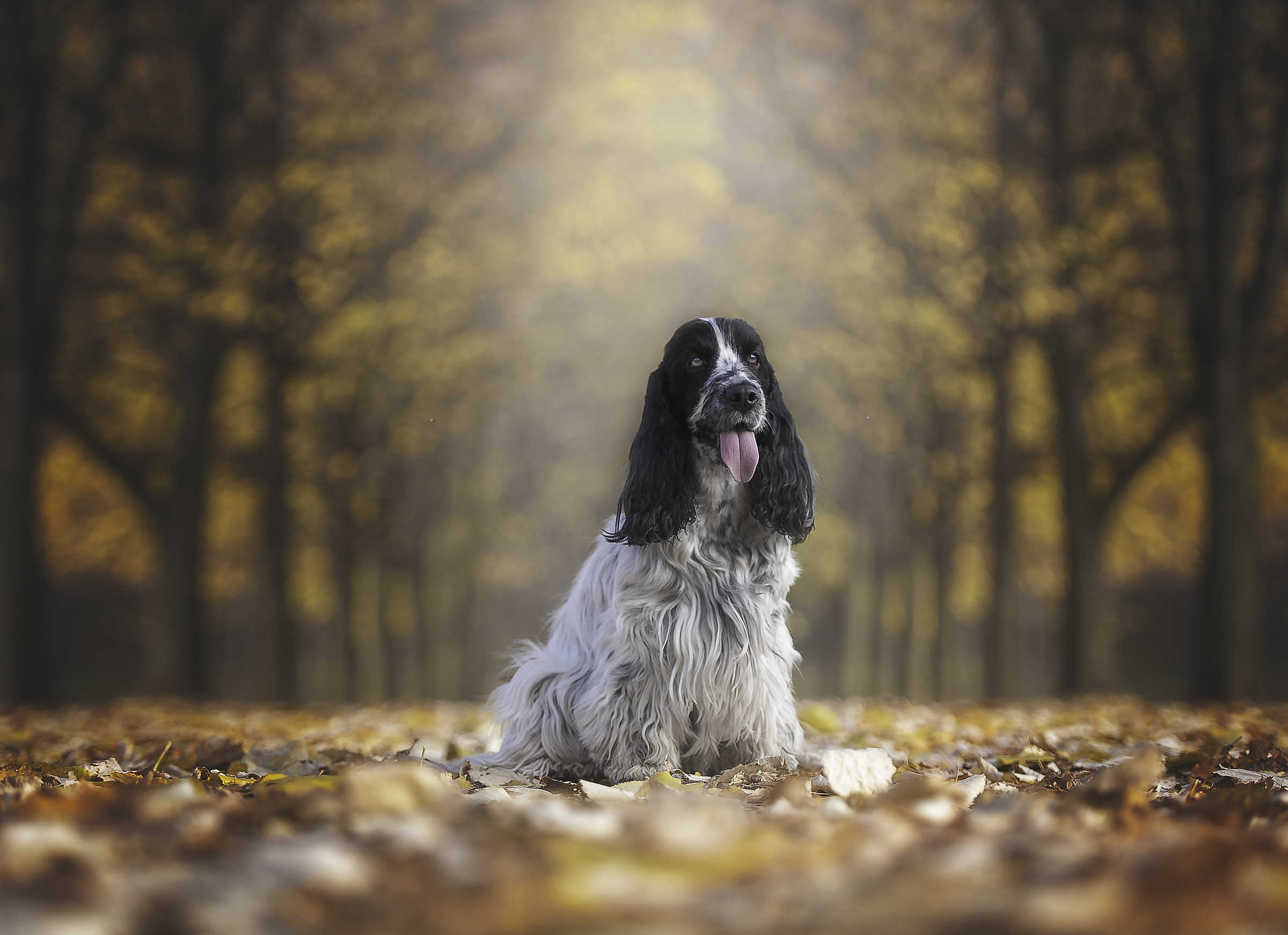 La sorellina Jam nel bosco