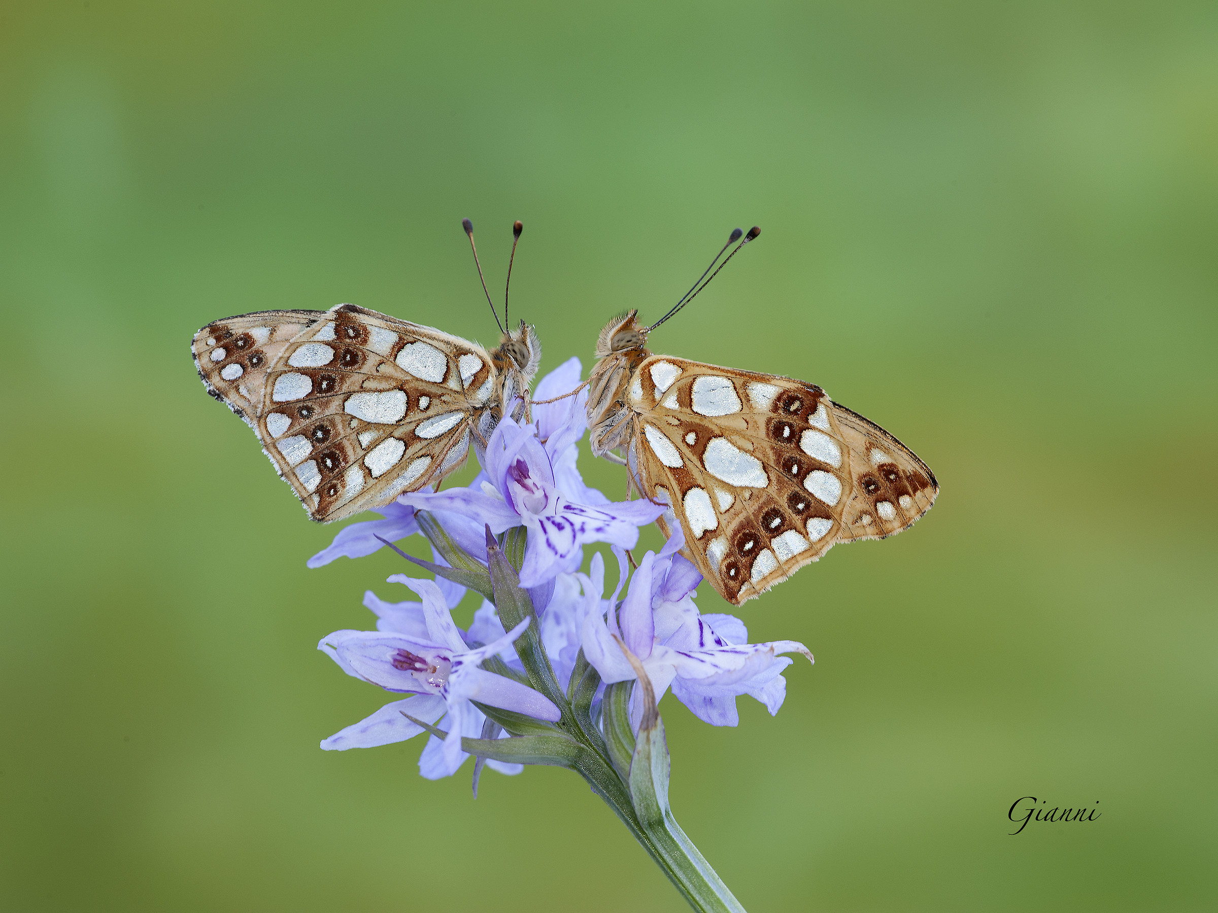 "le Latonia" su orchidea selvatica
