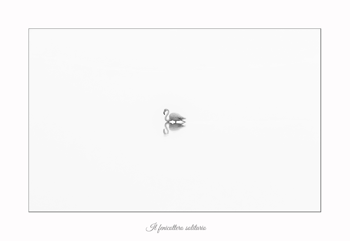 The solitary flamingo