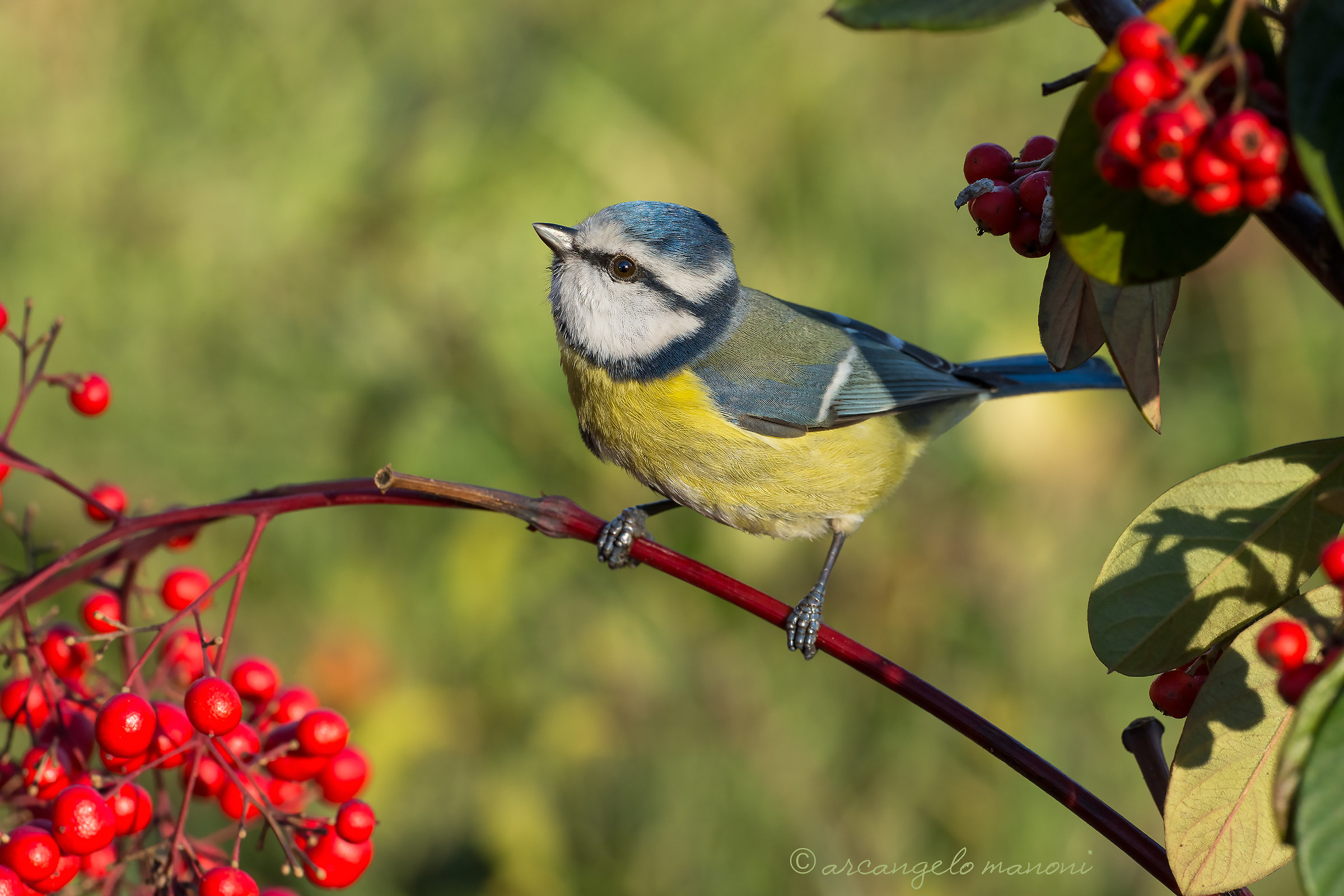 The bow of the titmouse