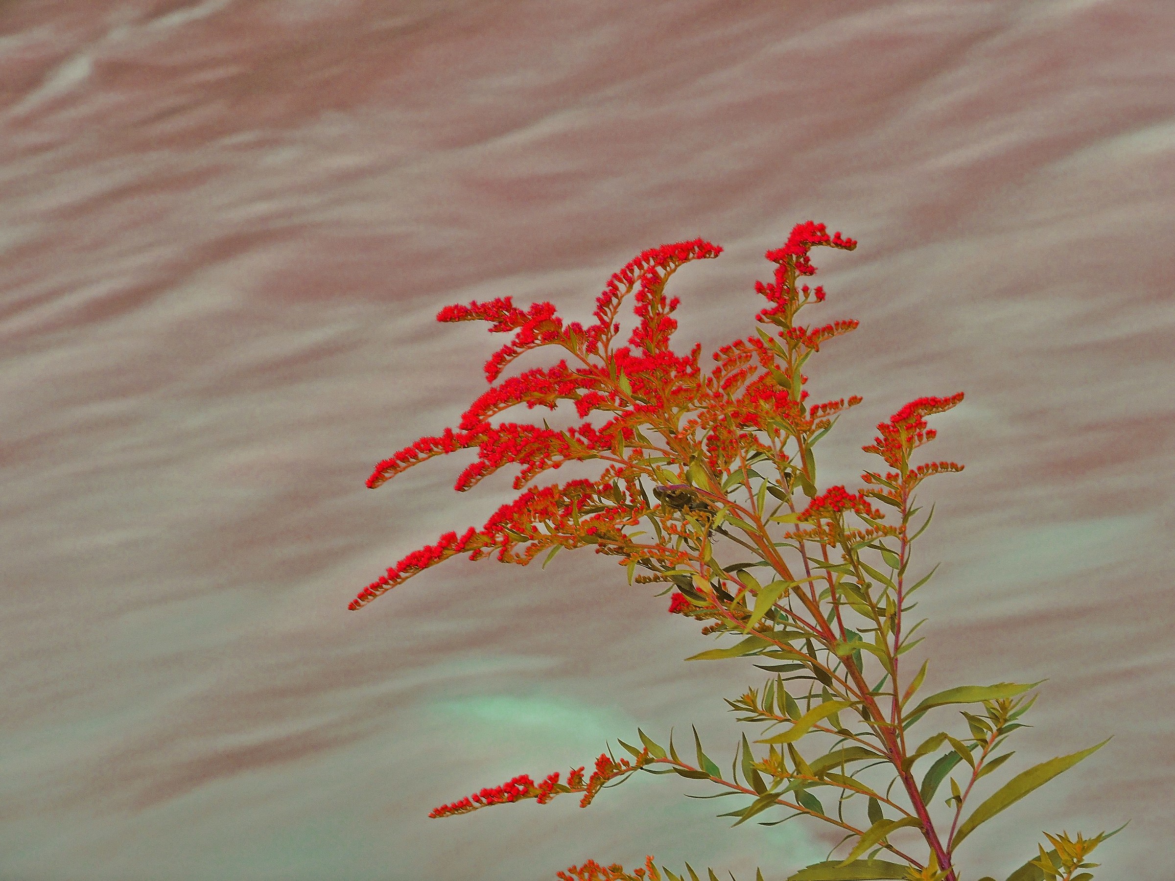 3091 - fuggon le brune acque