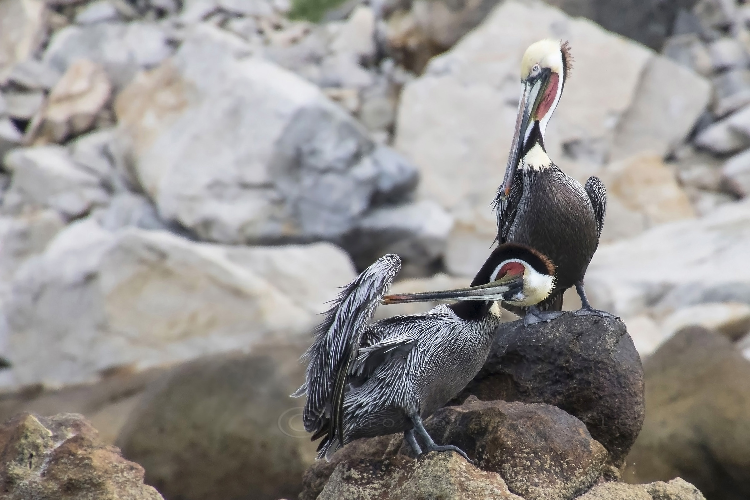 Pellicano bruno ( Pelecanus occidentalis)