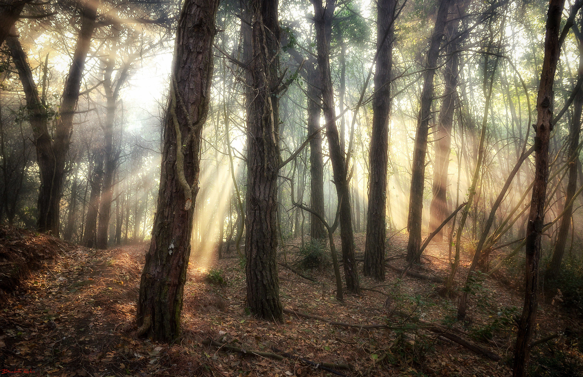 light in the woods.....